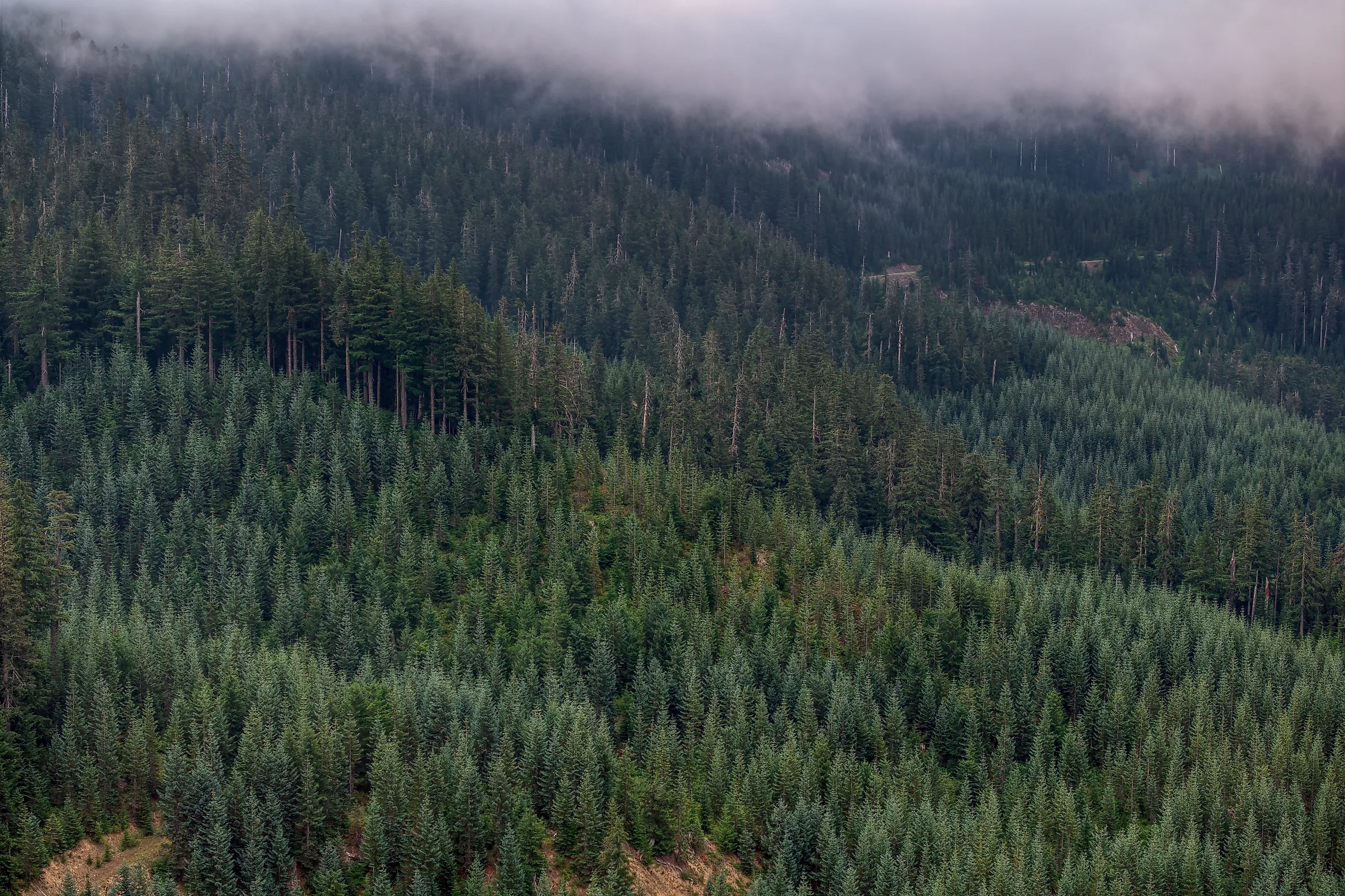 Gifford Pinchot National Forest, Washington.