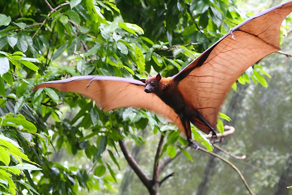 The flying fox is one of the largest bats in the world.