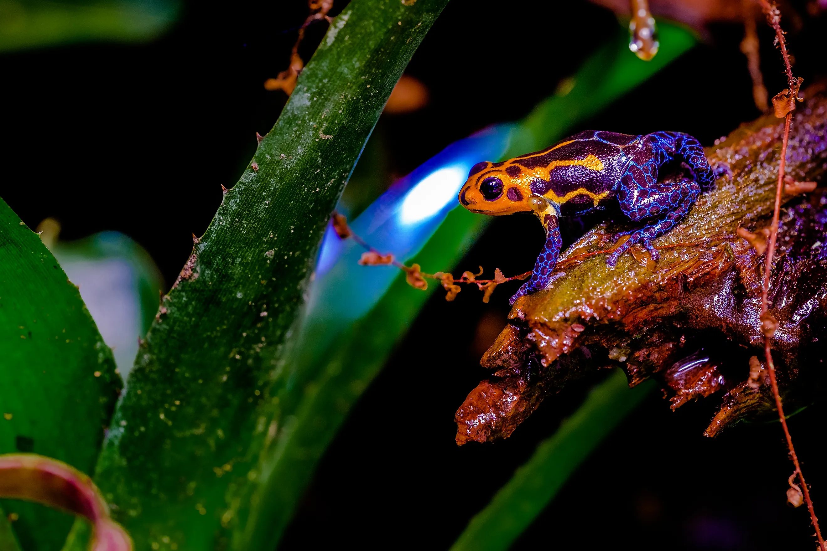 The Mimic Poison Frog is found in the north-central region of eastern Peru. Editorial credit: Frank Cornelissen via Shutterstock.