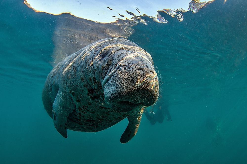 The West Indian Manatee is found in Haiti.
