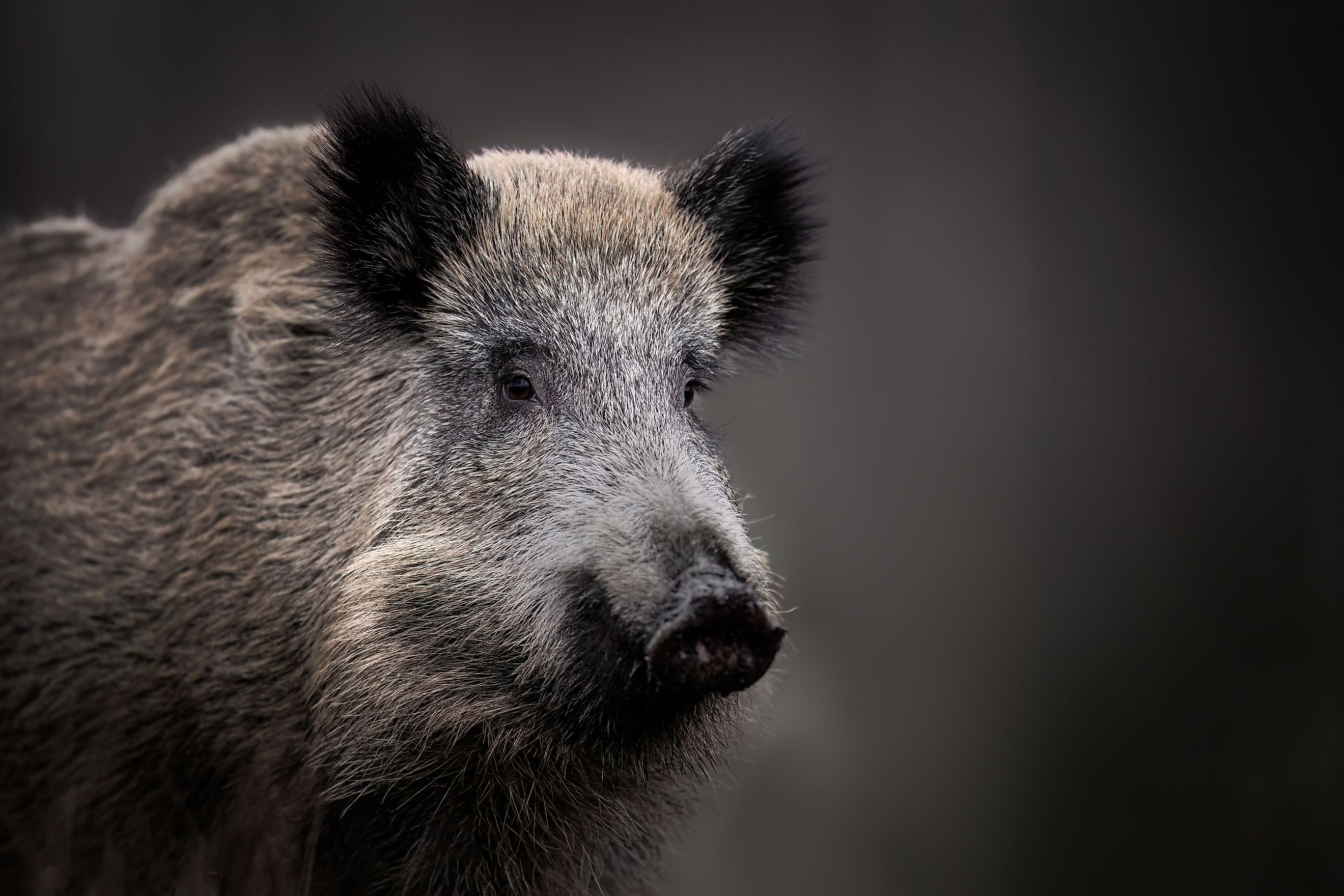 Wild boar close up. 