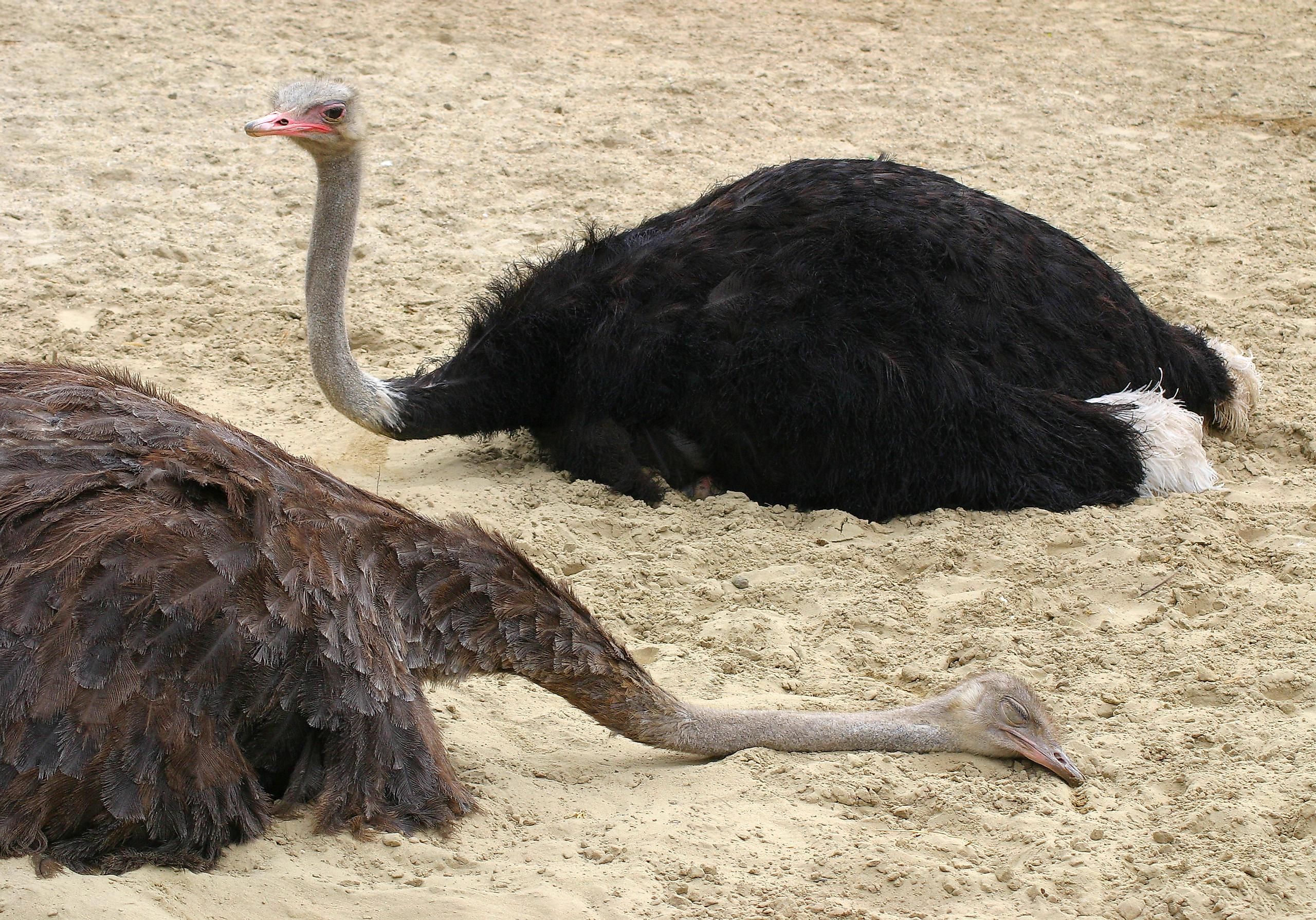 animals that dont sleep much