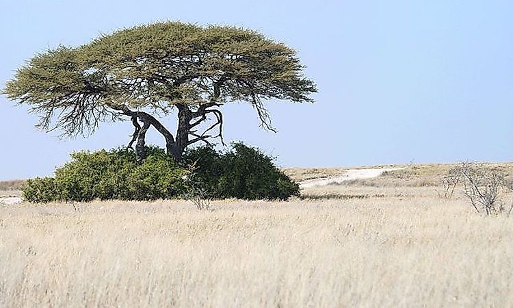 Angolan Mopane Woodlands in Namibia.