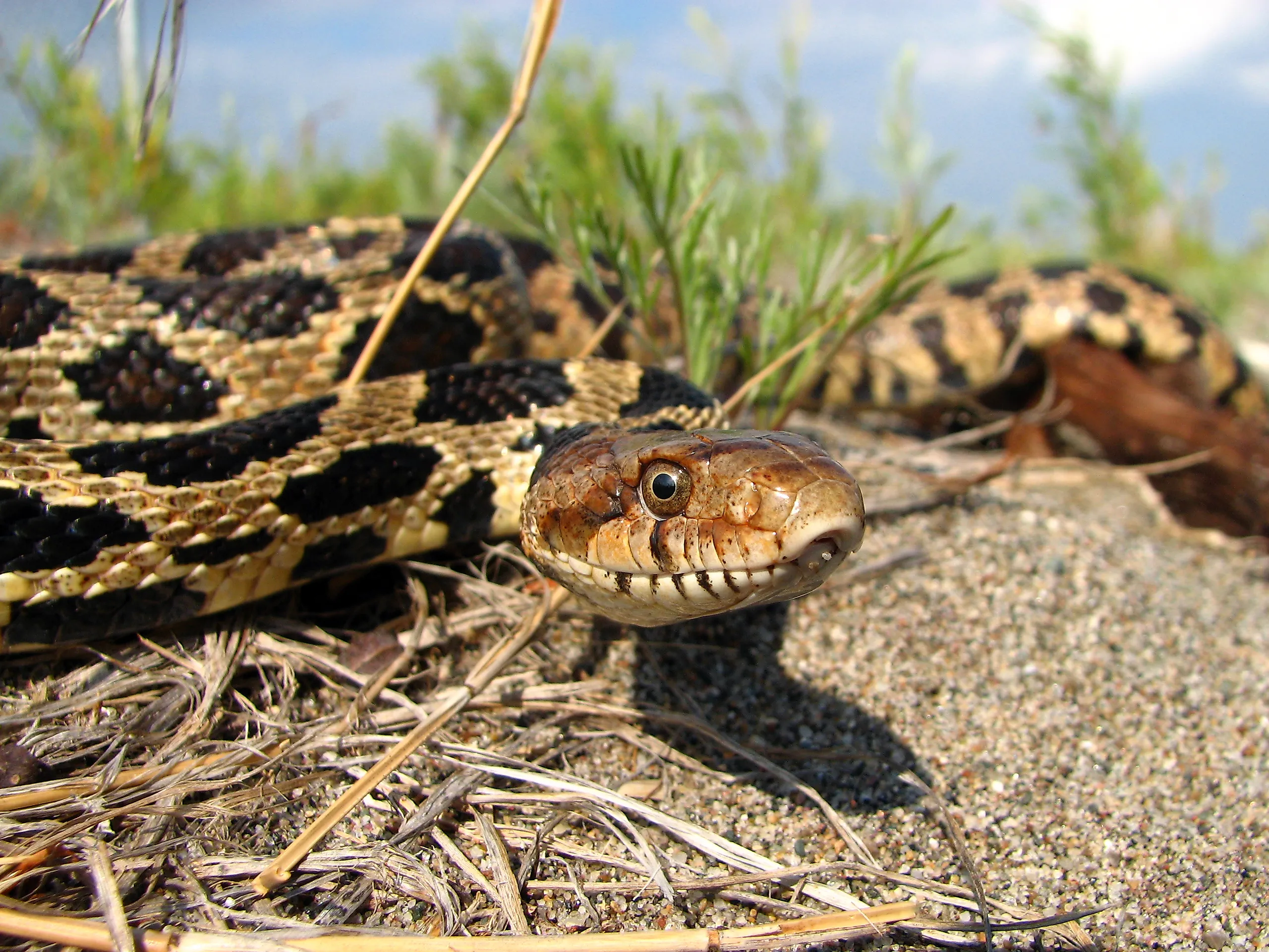 Eastern fox snake