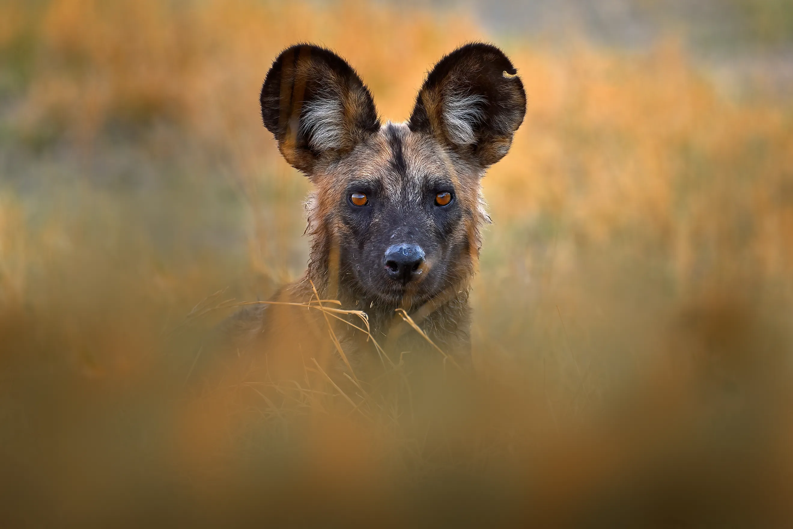 An African wild dog peering through the bush.