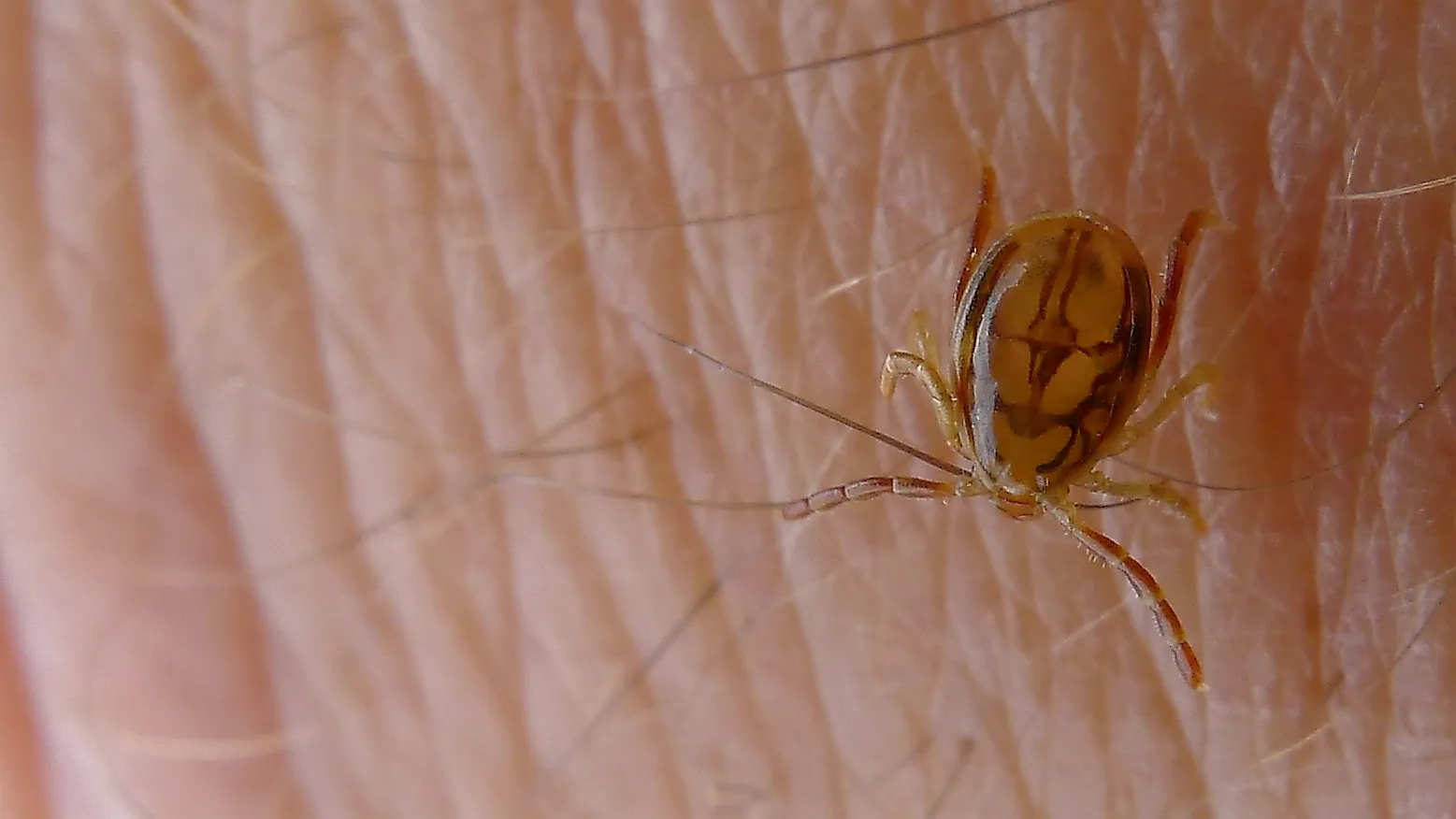 Tick, a species of Ixodidae. Royal National Park, NSW Australia, By John Tann from Sydney, Australia - Tick, https://creativecommons.org/licenses/by/2.0, https://commons.wikimedia.org/w/index.php?curid=38231255