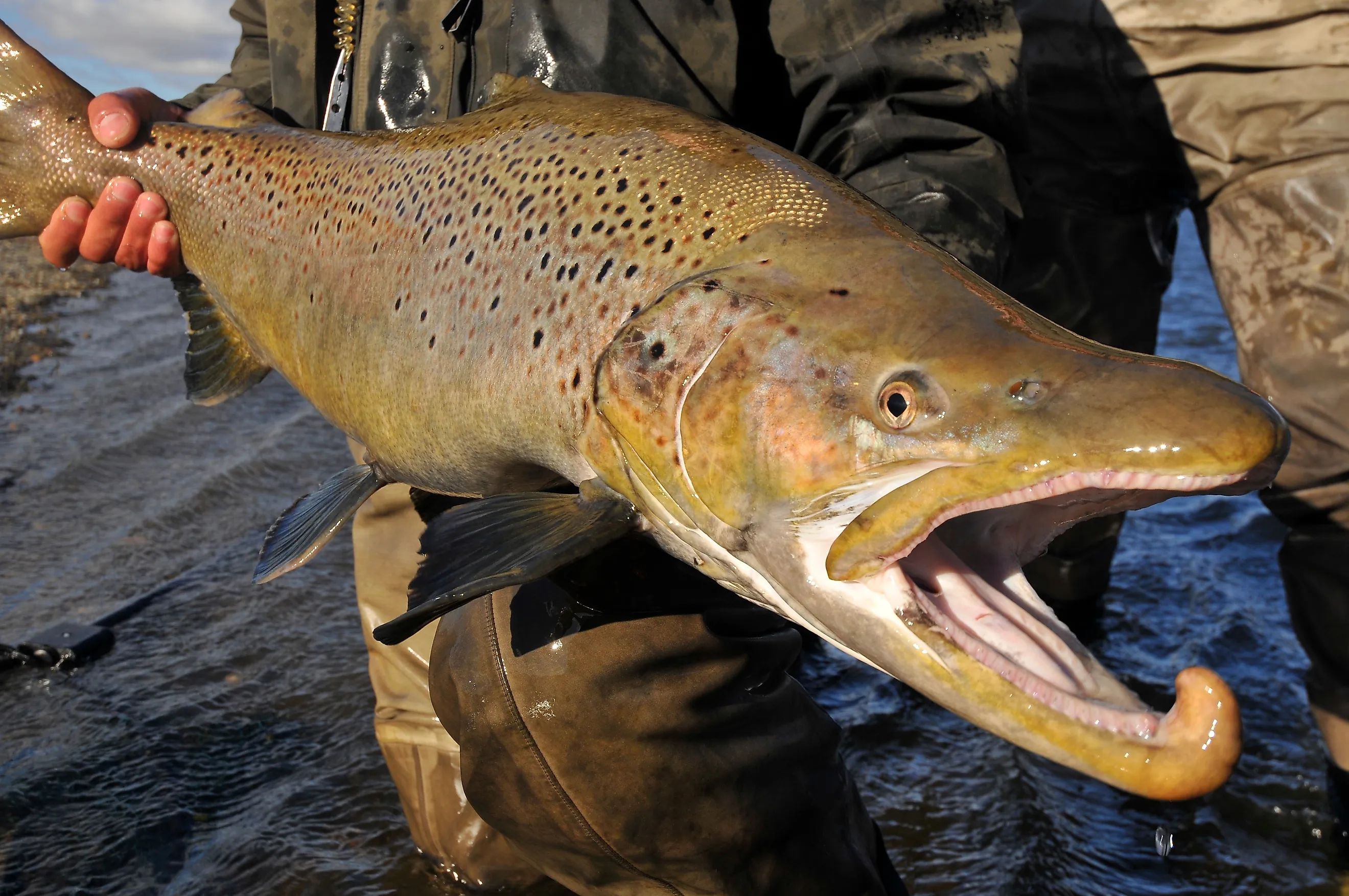 Large brown trout caught while fly fishing. 