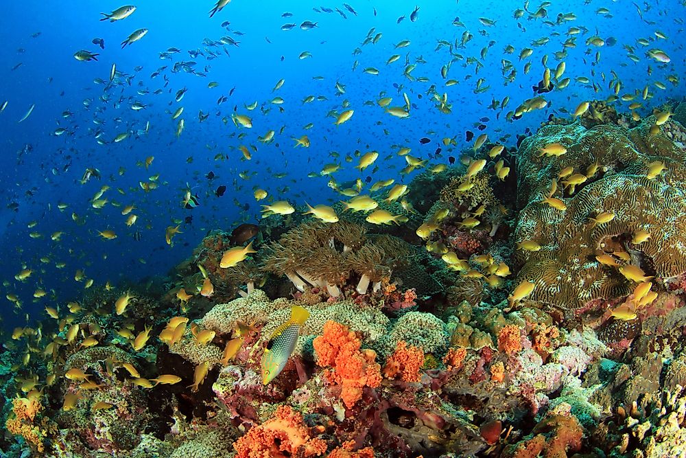 Fish near a coral reef near Moalboal, the Philippines.