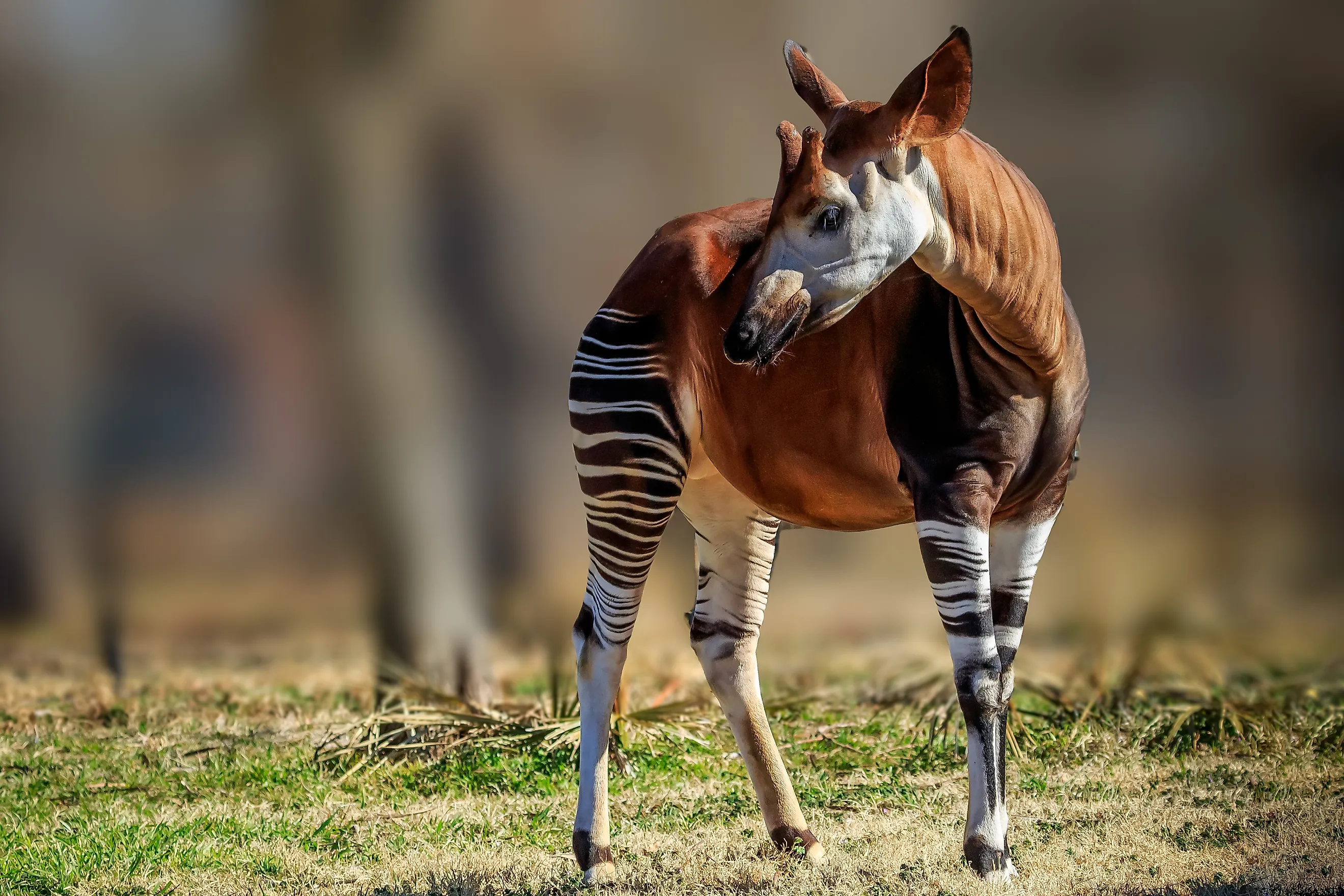 A male okapi.
