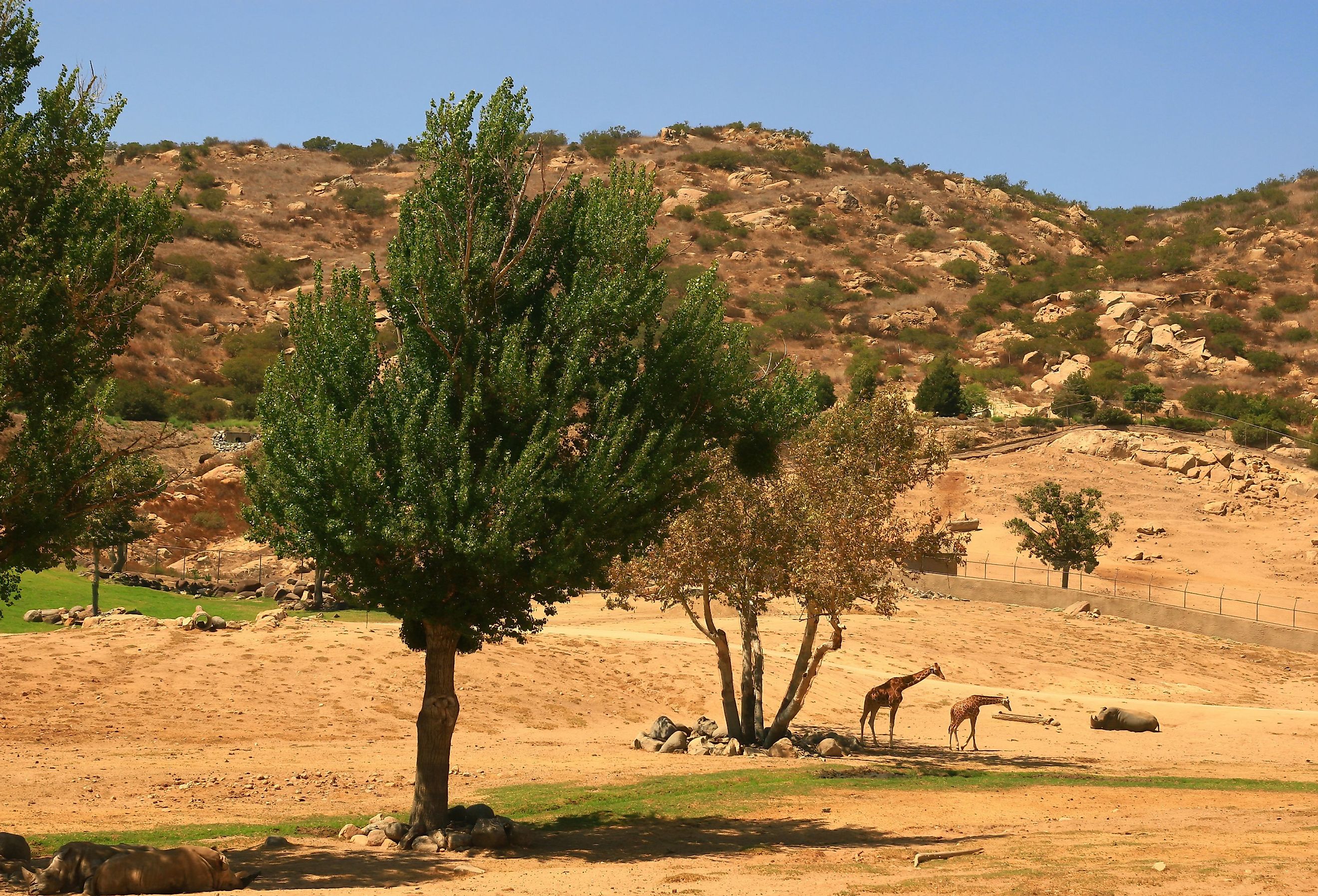 Sunny of the San Diego Zoo Safari Park at California. Image credit Kit Leong via Shutterstock