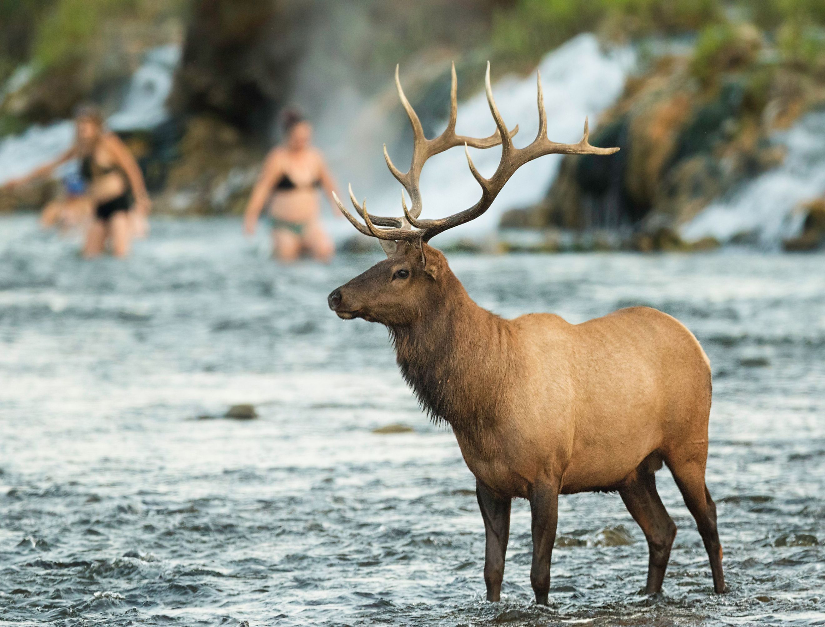 A bull elk stands in the water as tourists enjoy the boiling river in Yellowstone National Park. Image credit Cody Linde via shutterstock