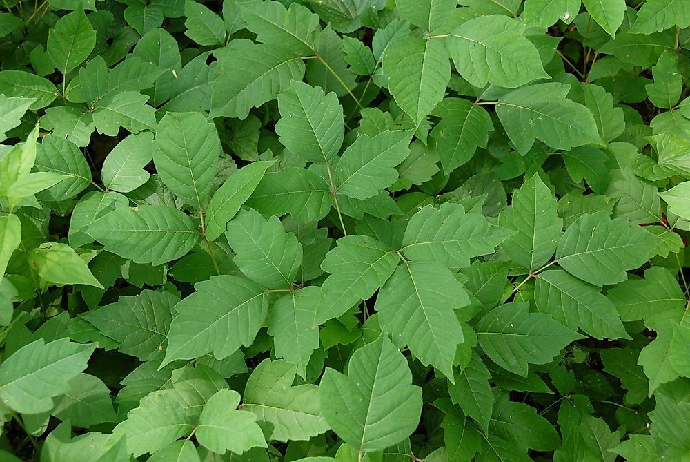 Poison ivy - perhaps Canada's most infamous poisonous plant.