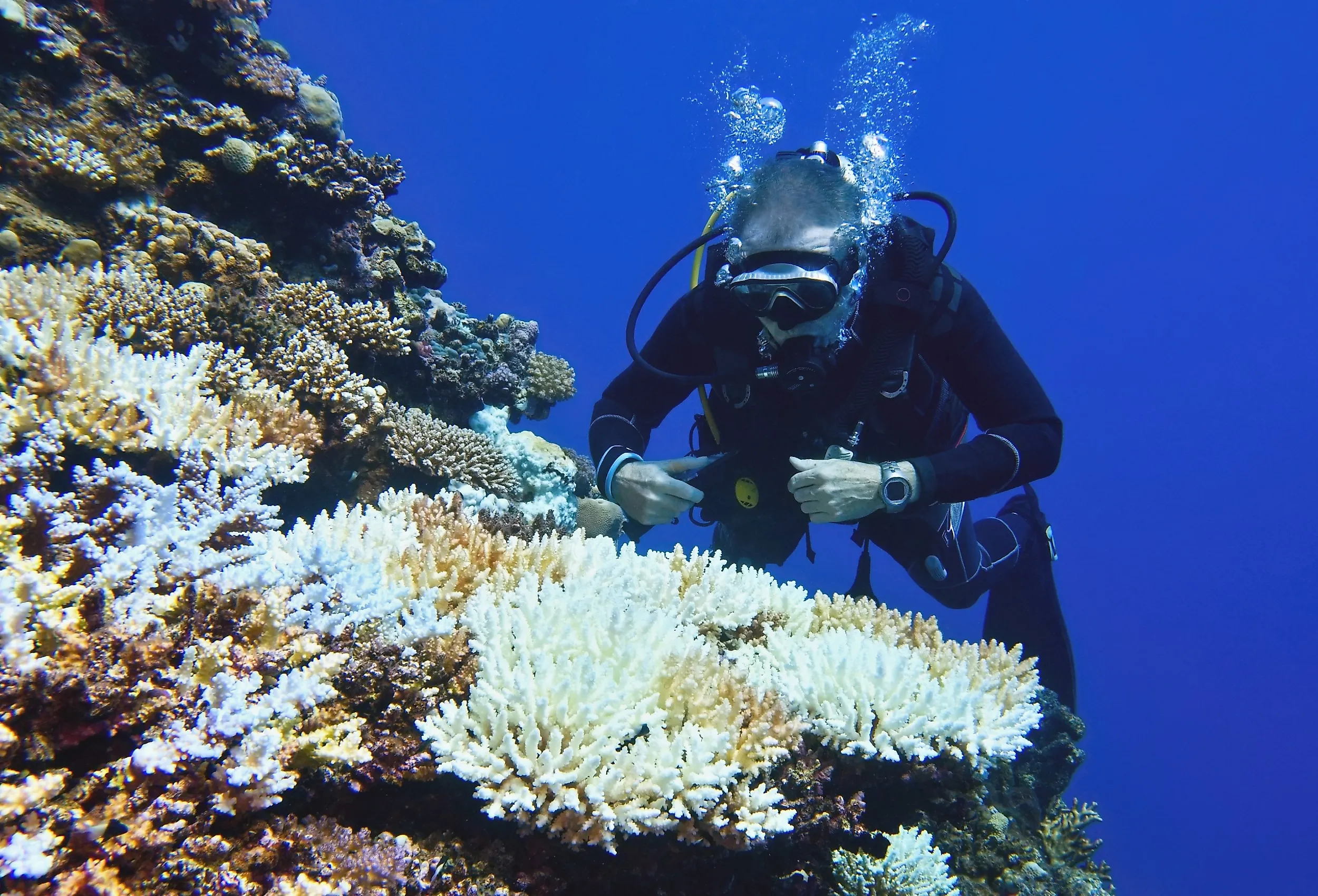 Scuba diver environmentalist checking for coral bleaching.