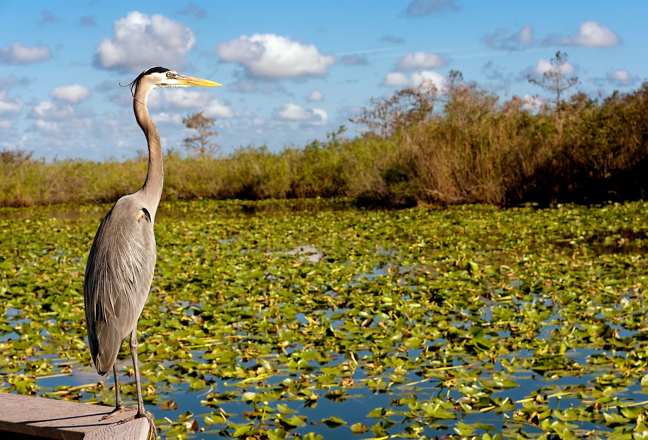 A heron next to the water lilies at Everglades National Park.