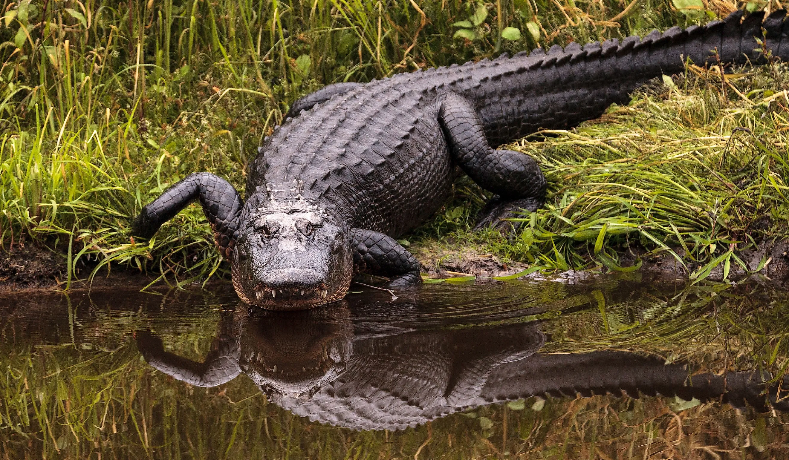 Large menacing American alligator.