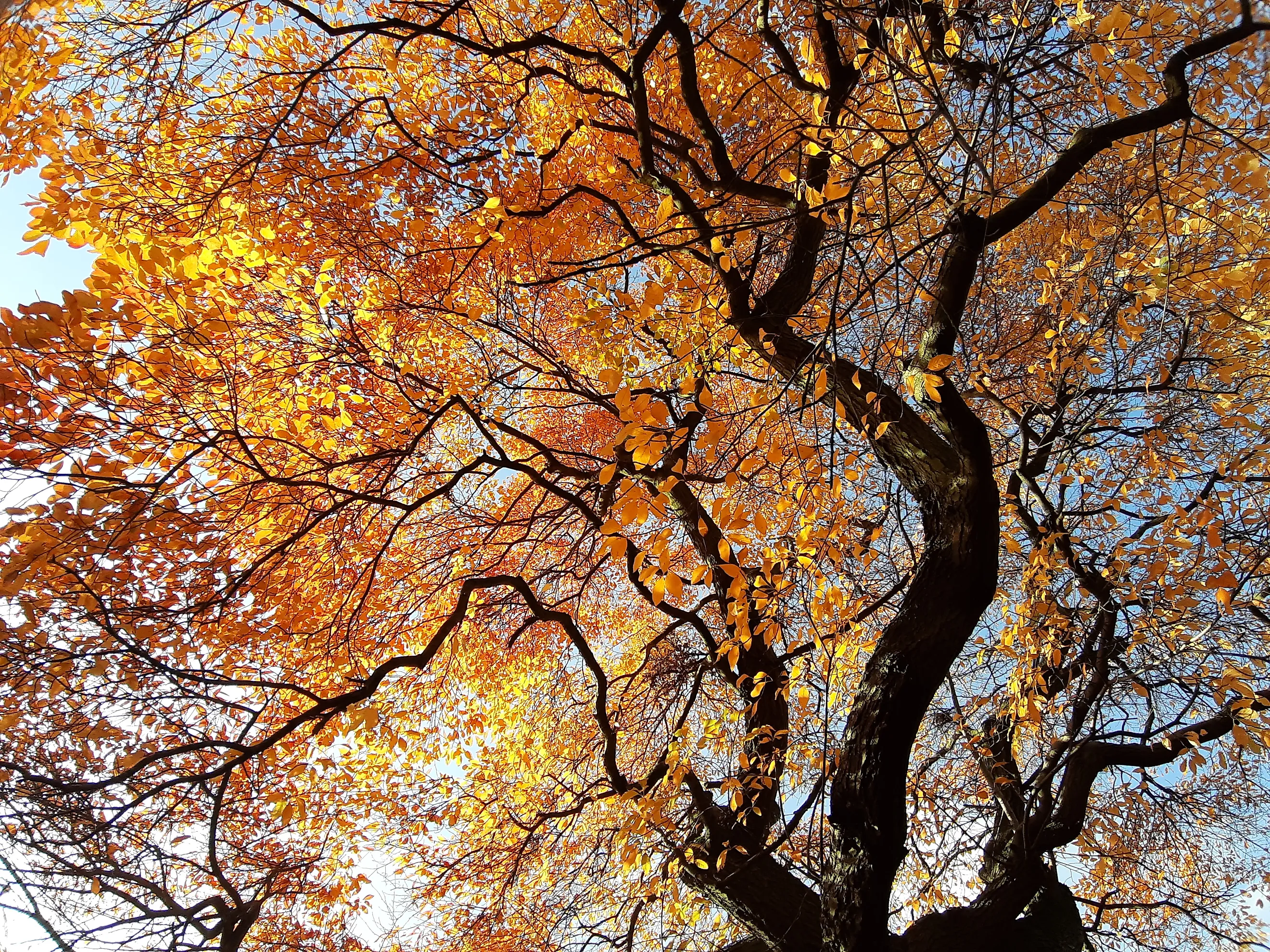 Nyssa sylvatica or Black Gum Tree