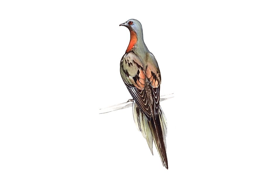 An artistic rendering of what passenger pigeons looked like.