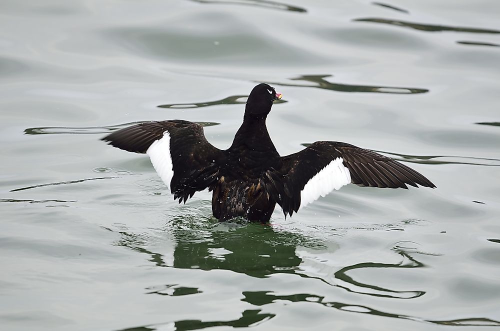 A velvet scoter.