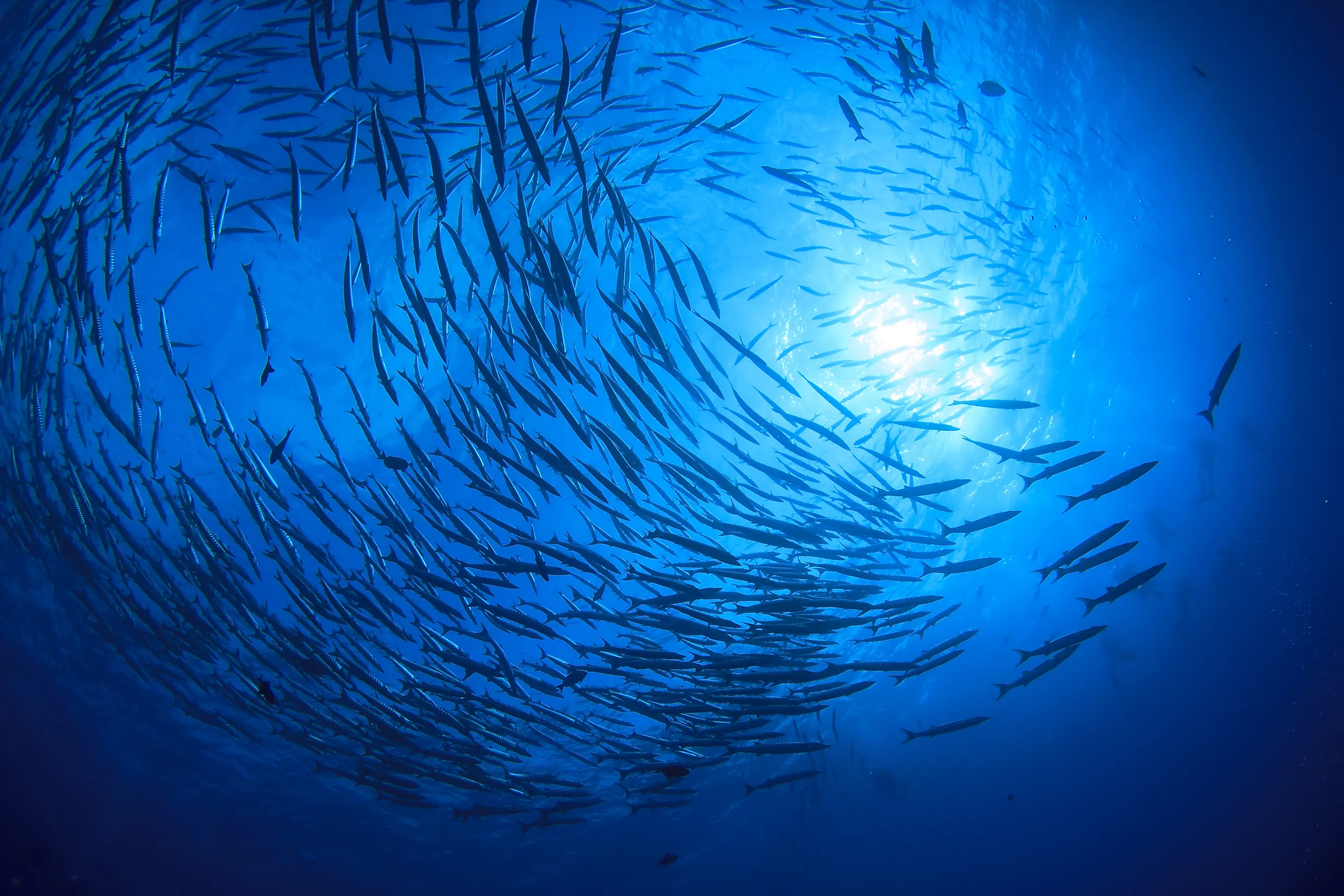 School barracuda fish in the ocean