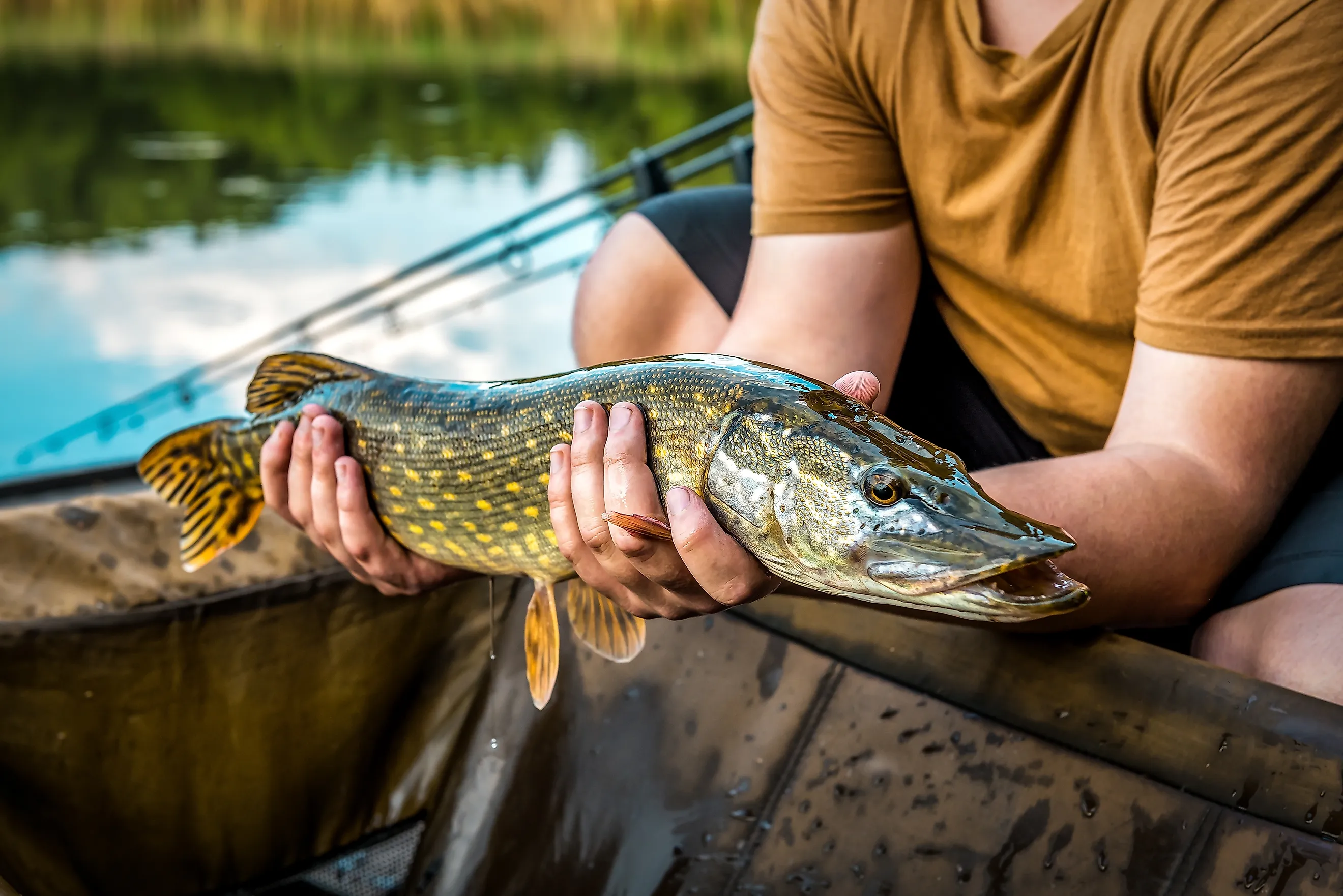Happy fisherman holding pike fish in his hand at sunset
