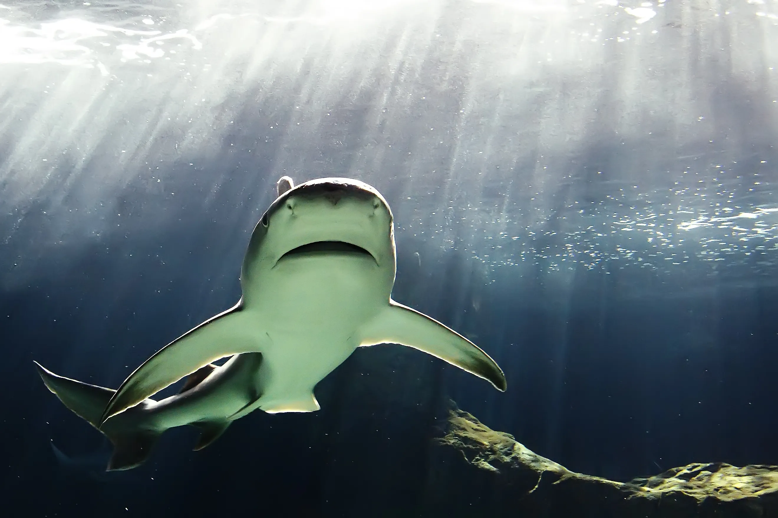 Huge bull shark swimming.