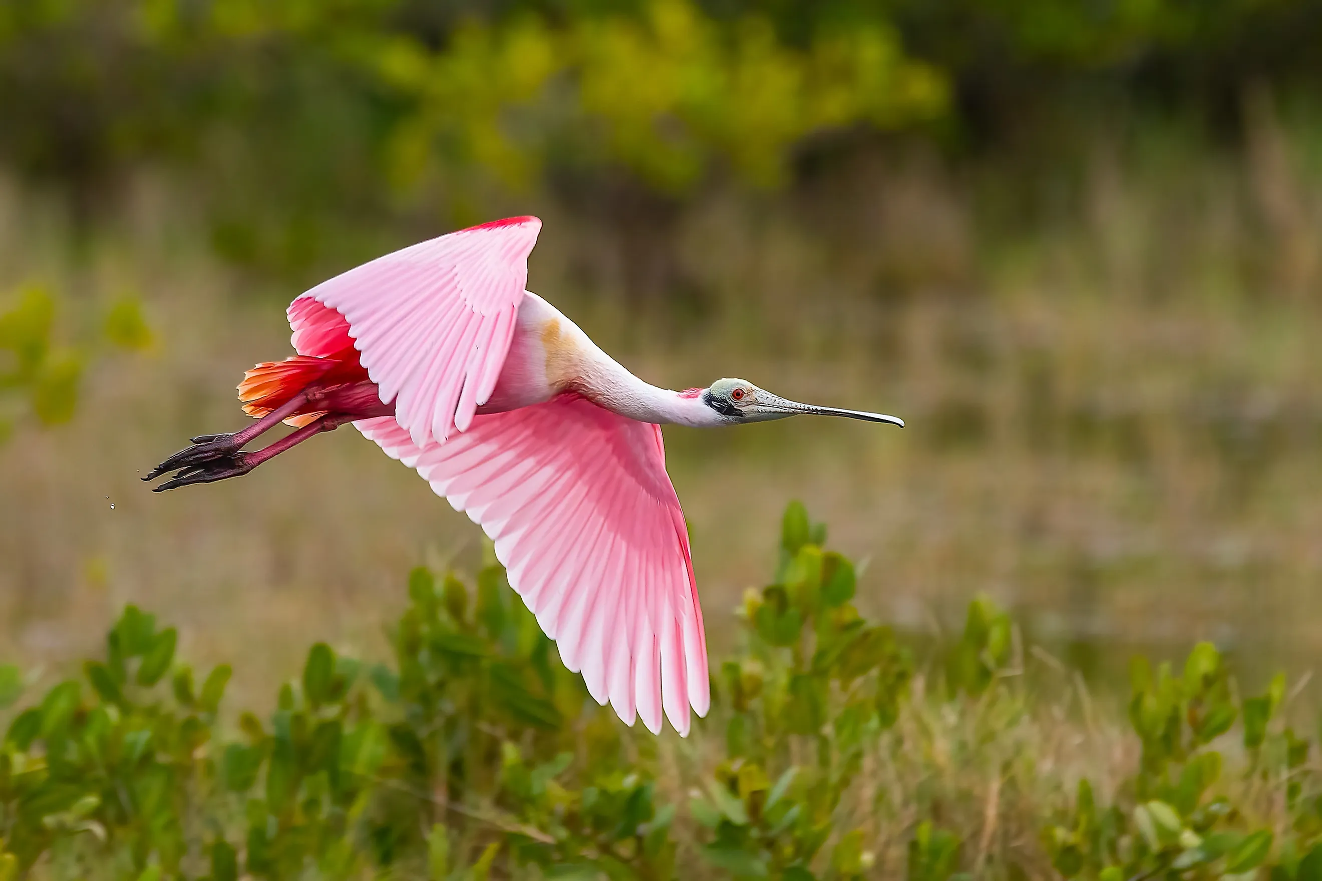 A roseate spoonbill flying over a wetland.