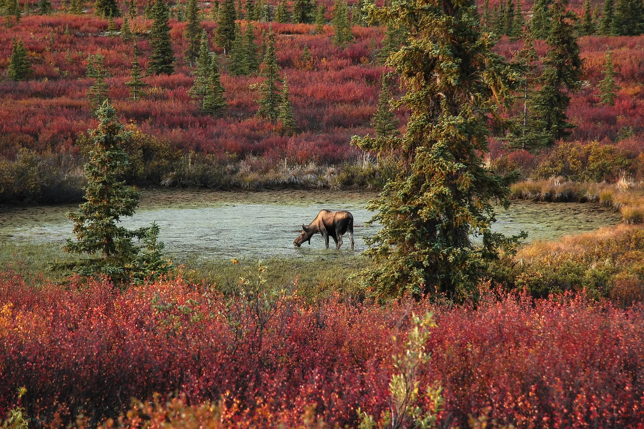 Denali National Park & Preserve, The Interior, Alaska