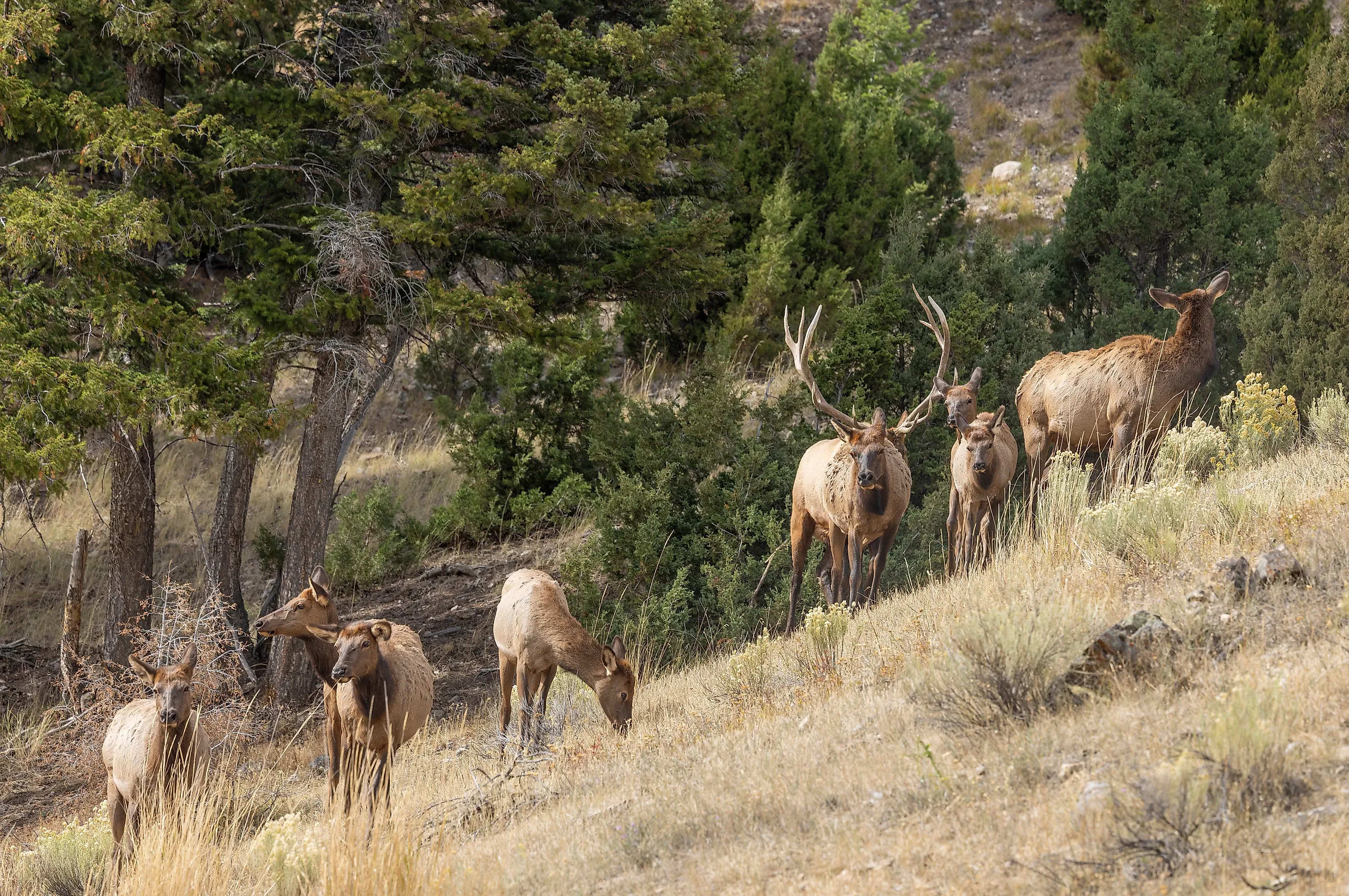 Herd of Elk