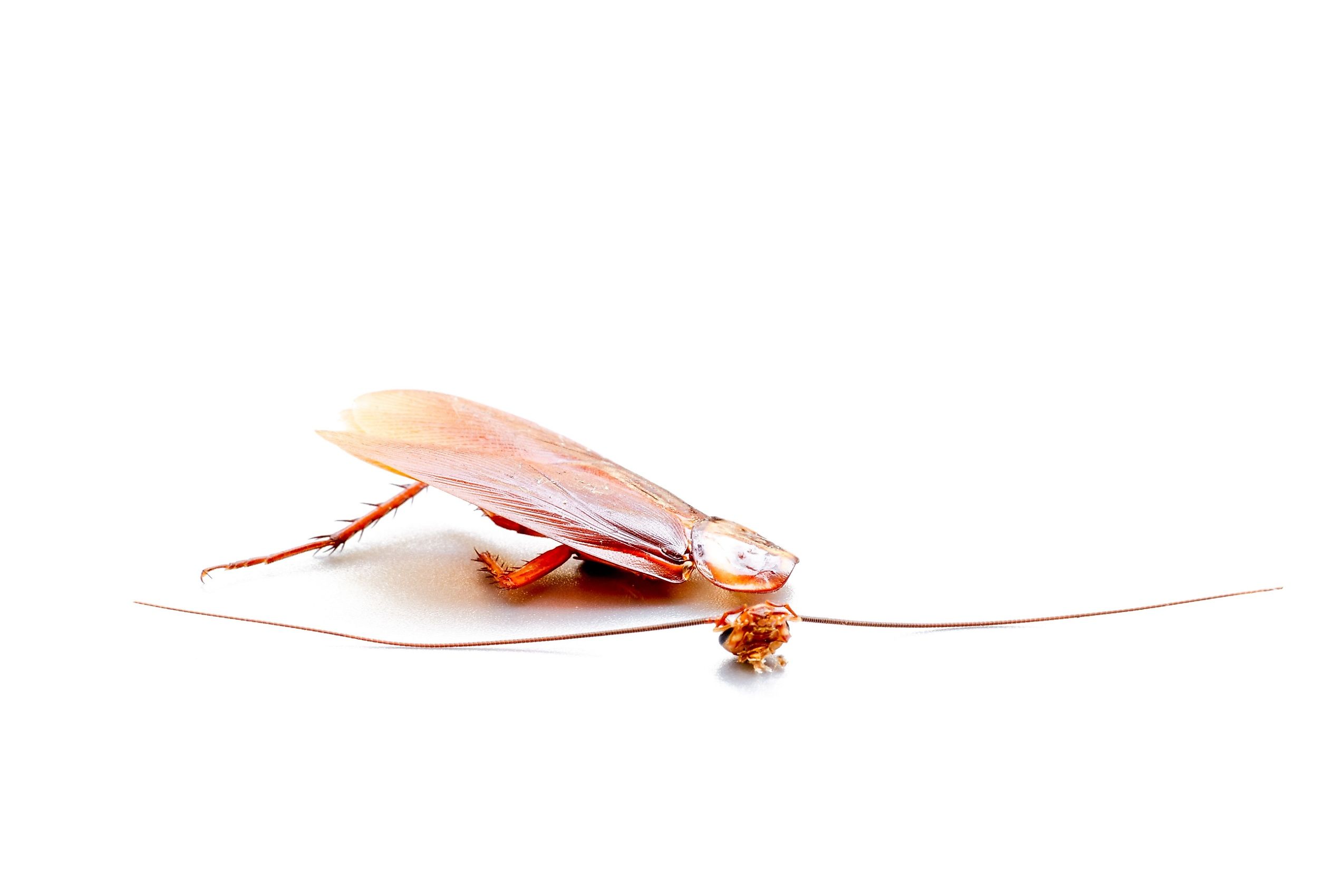 Side view of a headless cockroach with its decapitated head beside it.