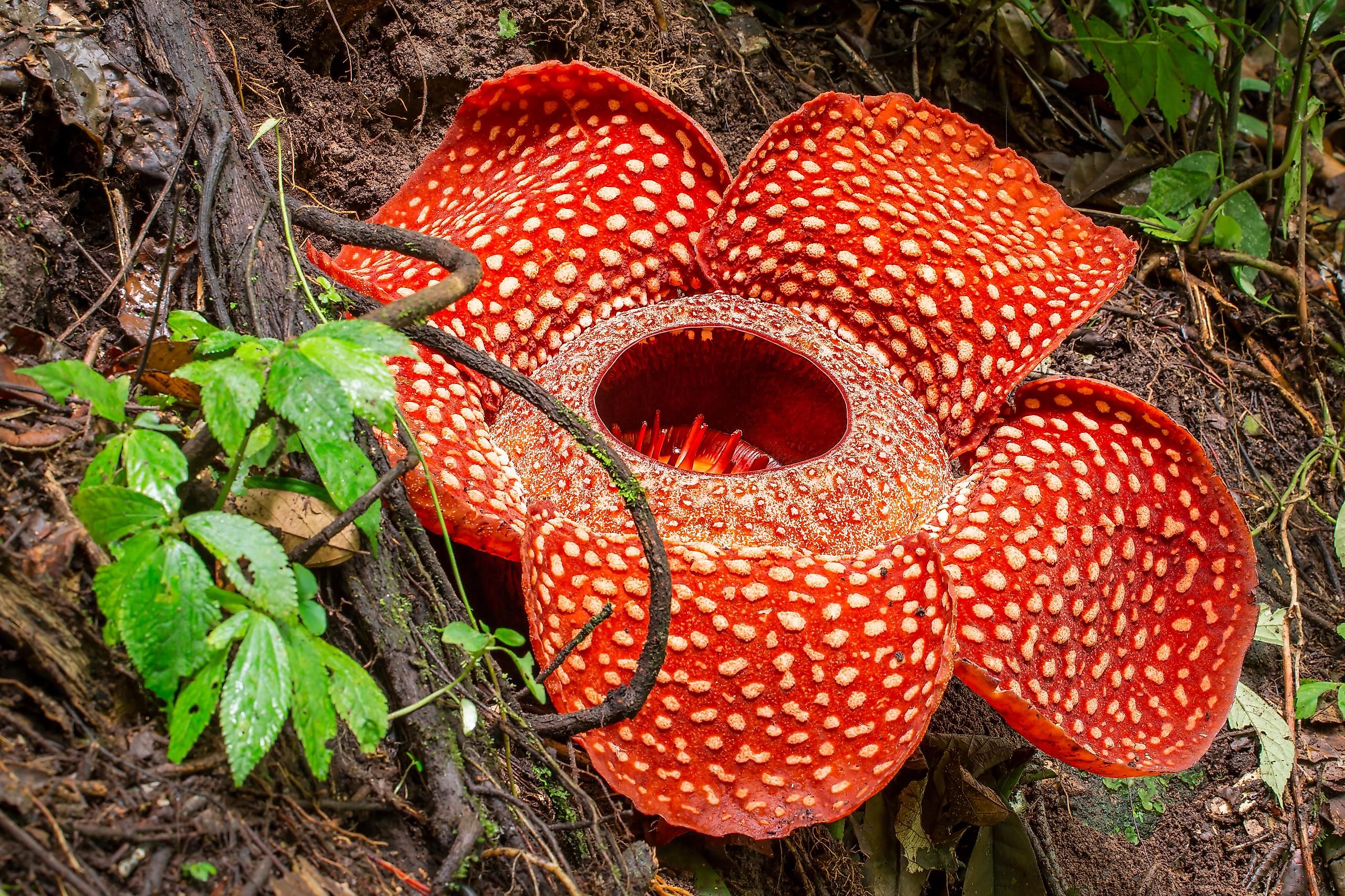Through smell, we can experience some of the most intense sensations we ever felt.