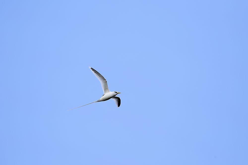 A white-tailed tropicbird.
