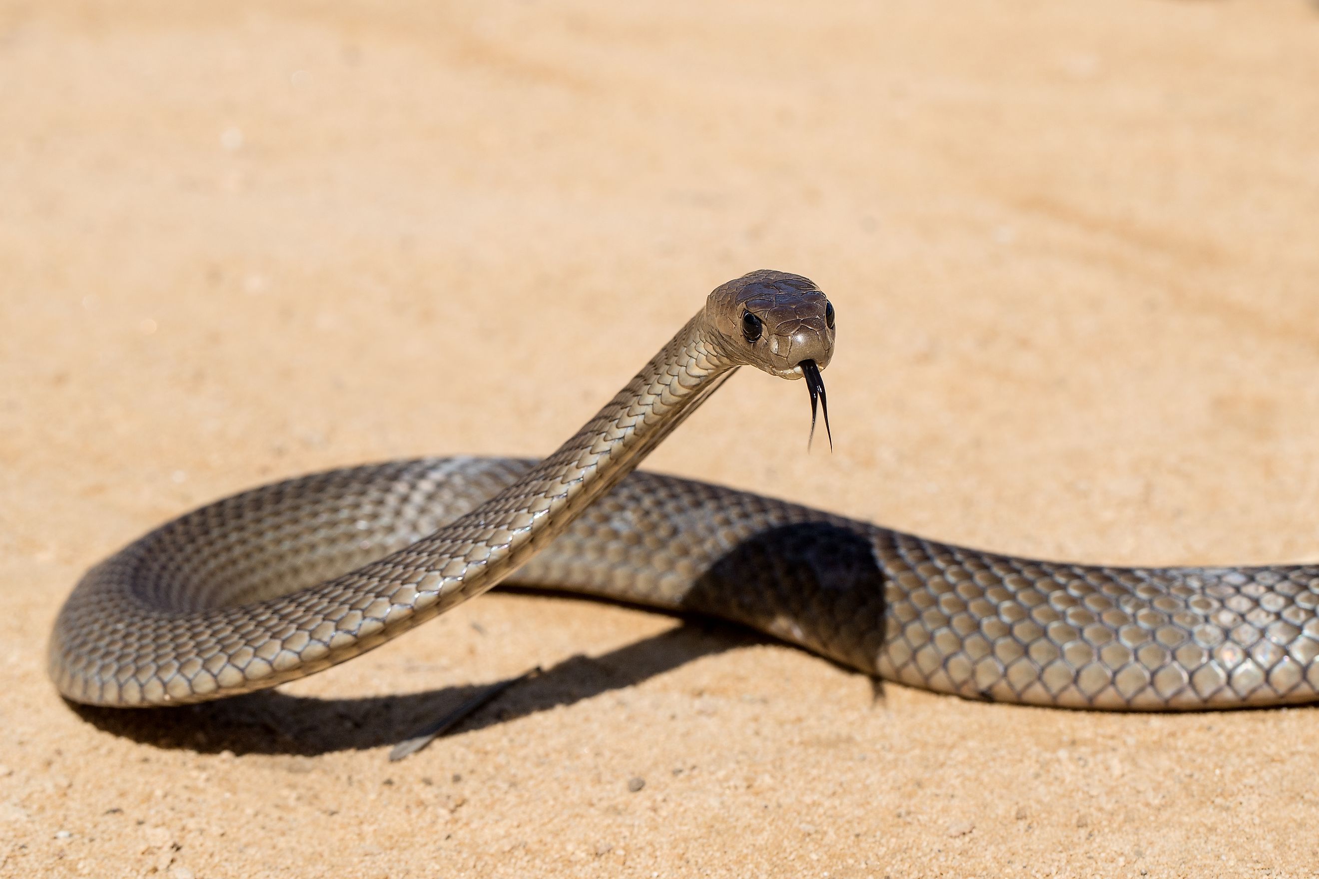 An eastern brown snake in striking pose.