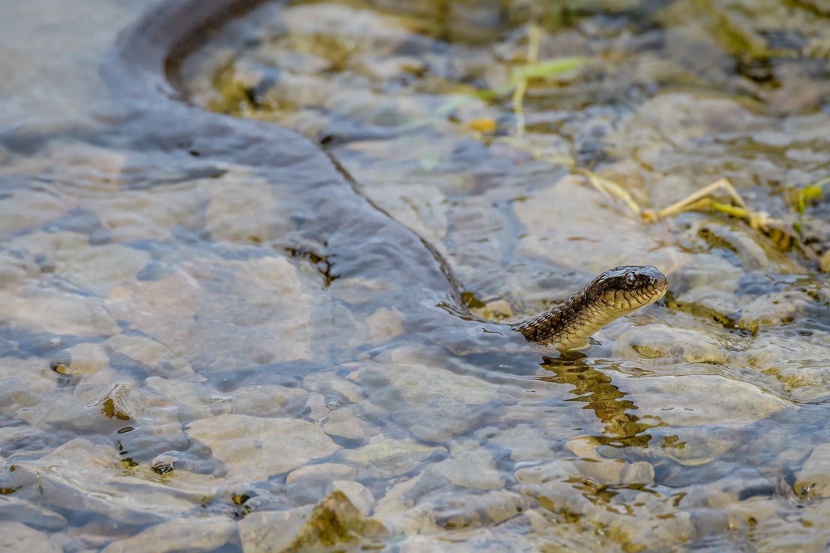 Closeup of a swimming northern water snake. Image Credits: Stephen A. Waycott via Shutterstock
