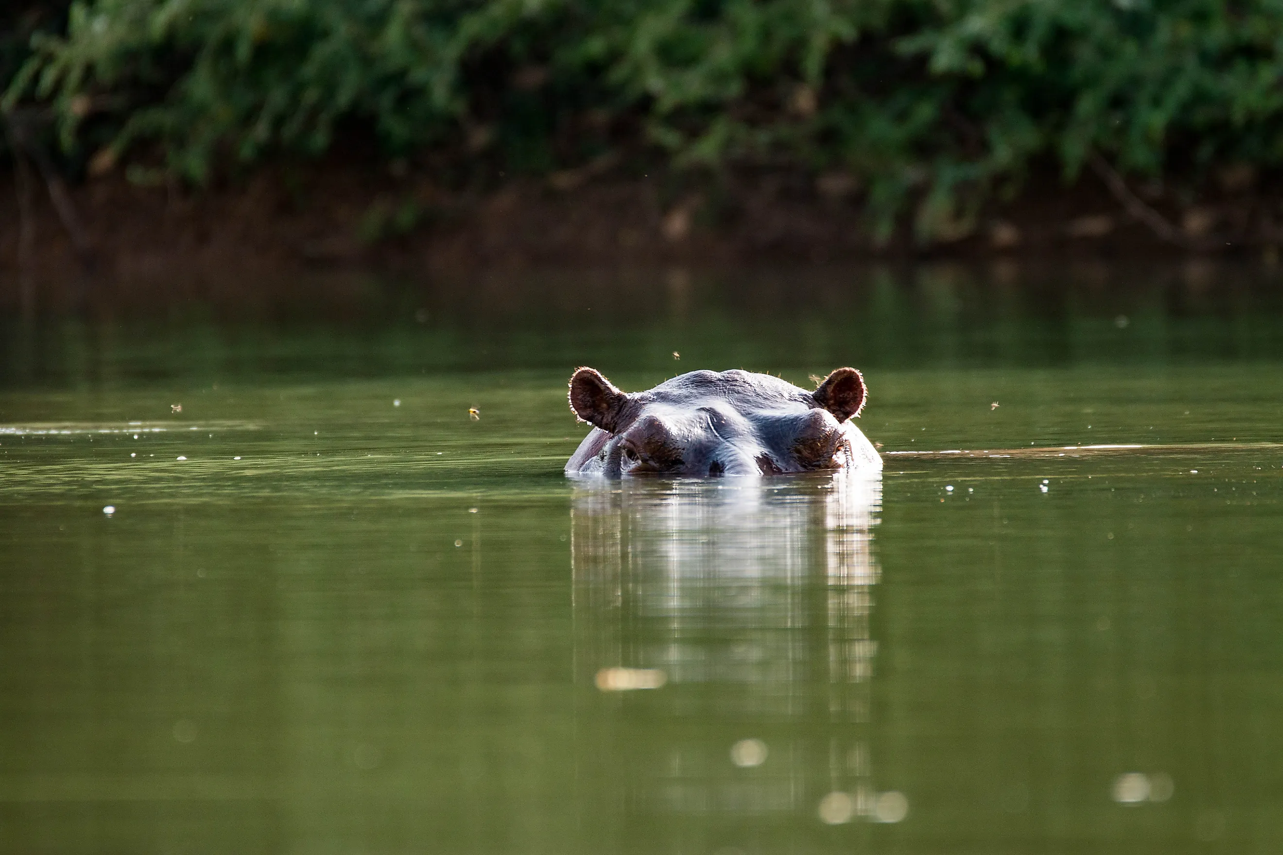 Curious hippo in the Gambia River near Niokolo-Koba National Park in Senegal, West Africa