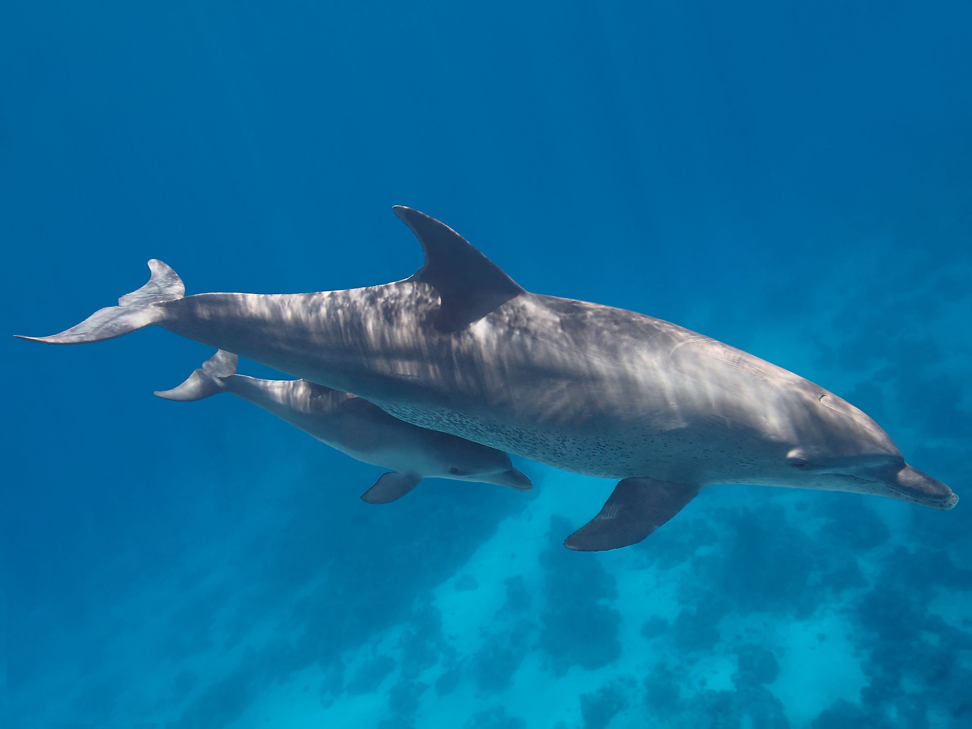 young dolphin young dolphin