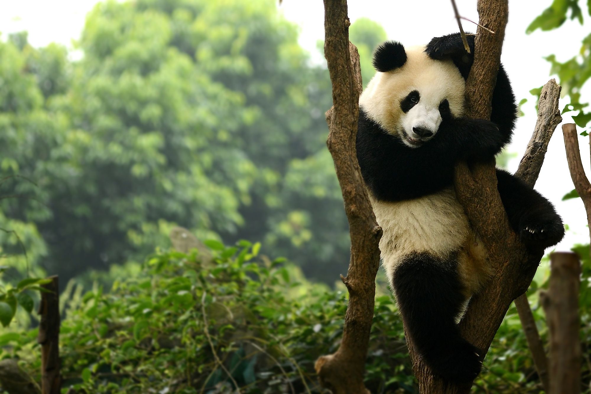 A giant panda cub on a tree in Chengdu, China. Image credit: Dangdumrong/Shutterstock.com