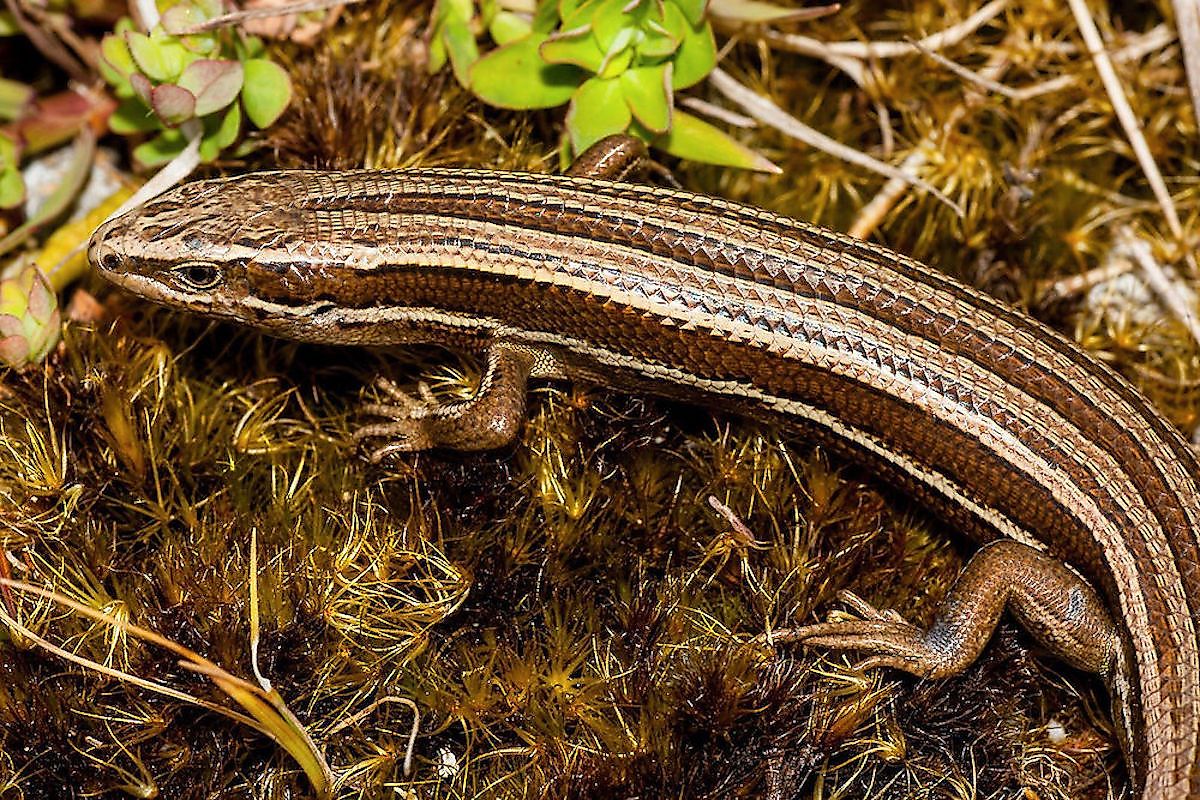 Canterbury Grass Skink. Image credit: rarespecies.nzfoa.org.nz