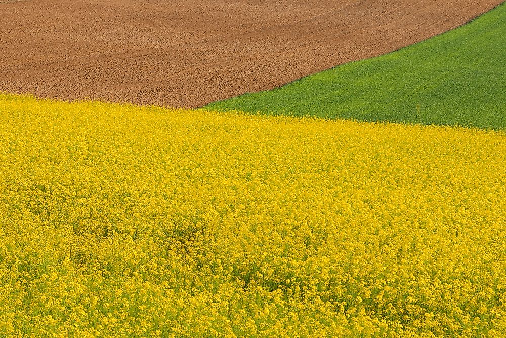 Fields of the Pannonian Plain in Central Europe.