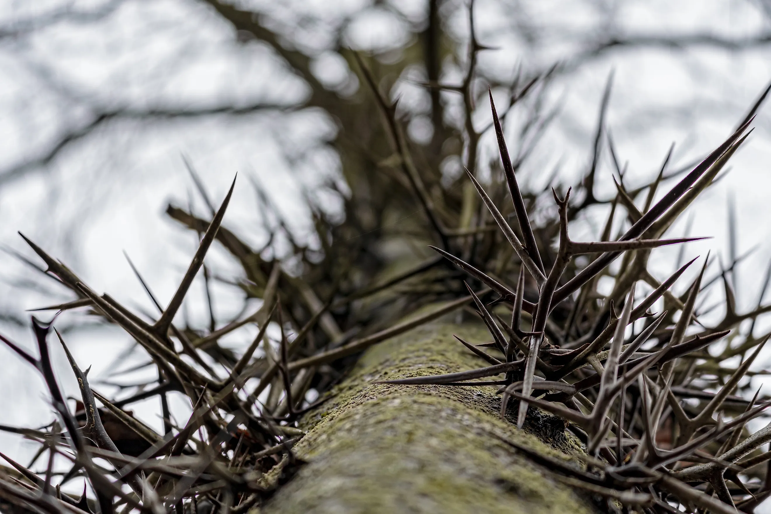 Honey Locust Tree Looking Up through thorns on trunk. 