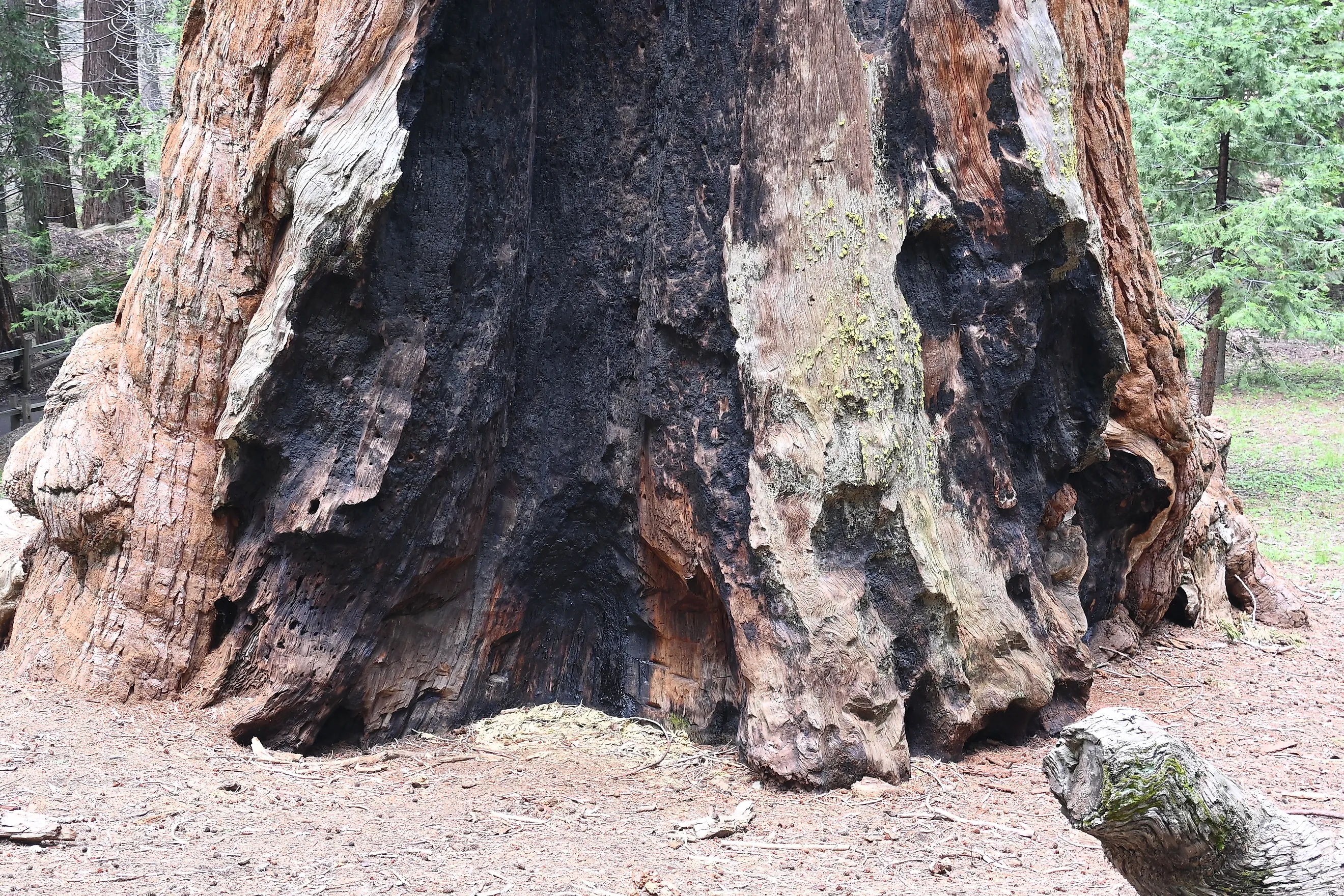 Sequoia trunk fire damage. 