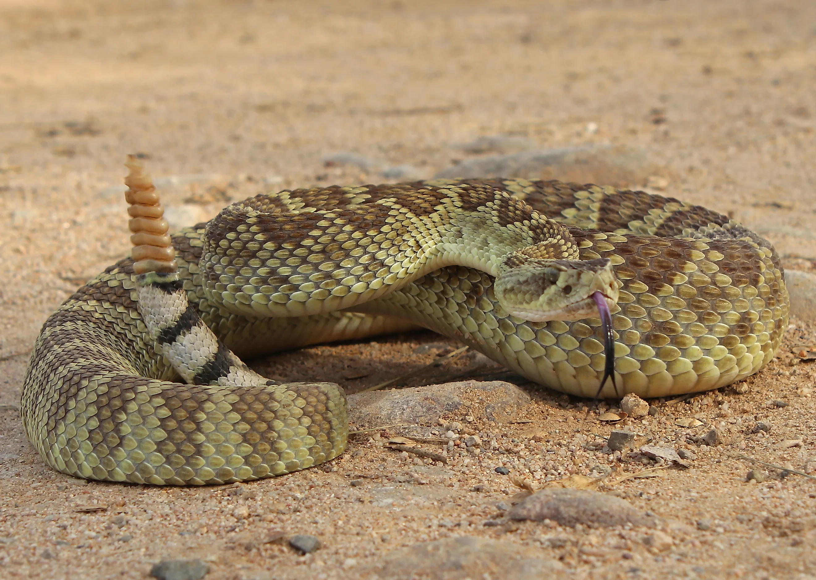 Mojave Rattlesnake (Crotalus scutulatus). 