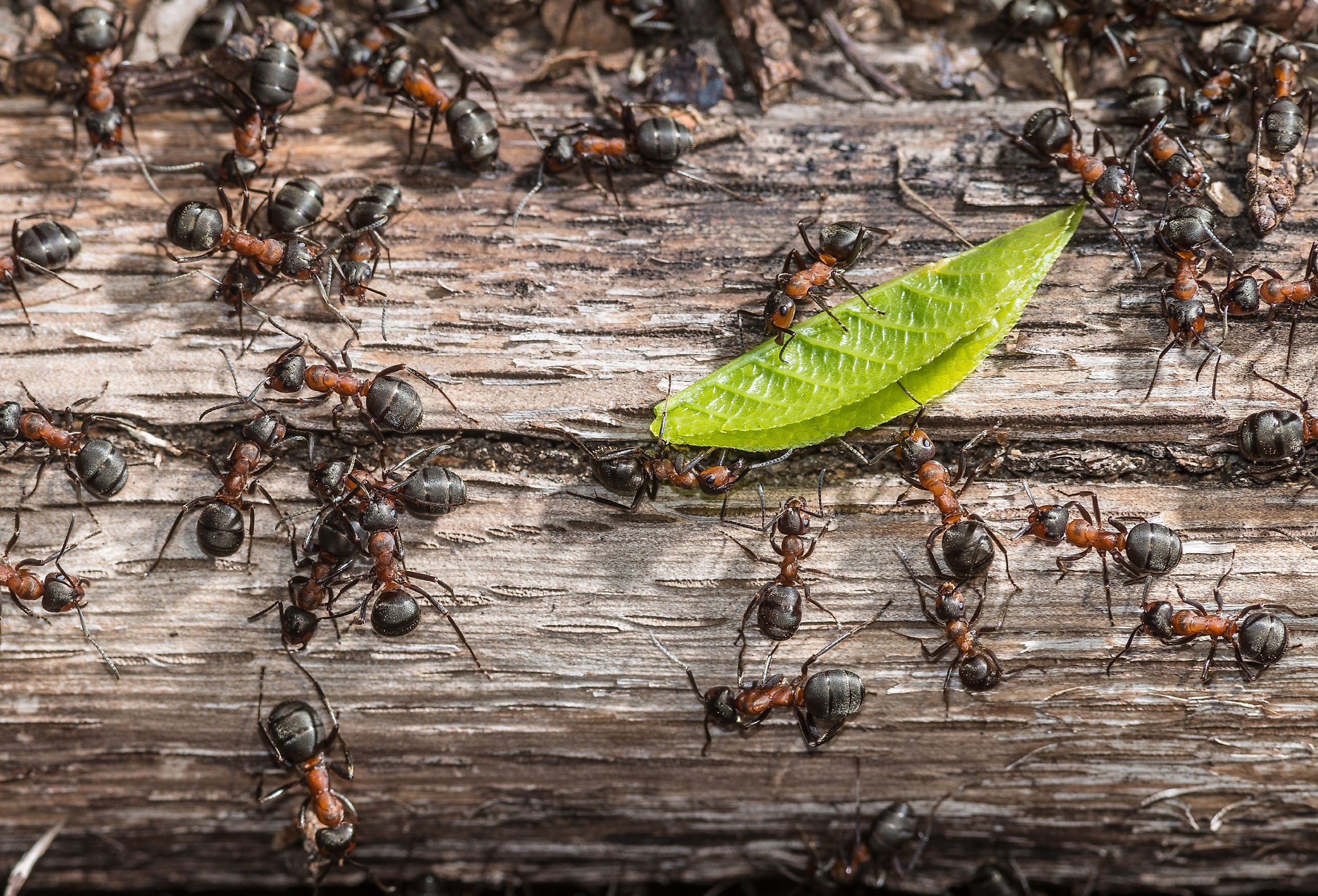Colony of red wood ants fighting over a green leaf.
