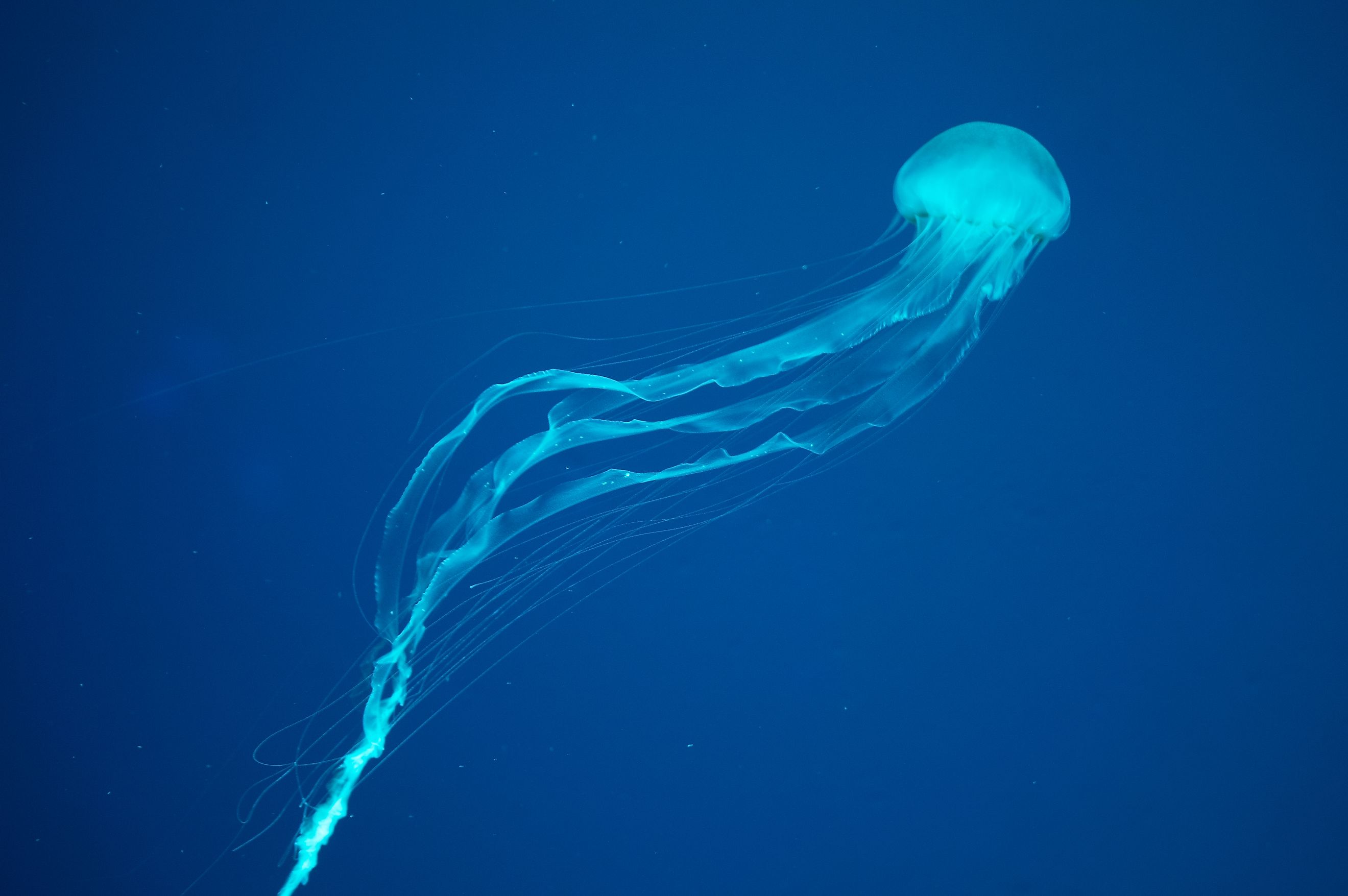 Box jellyfish. 