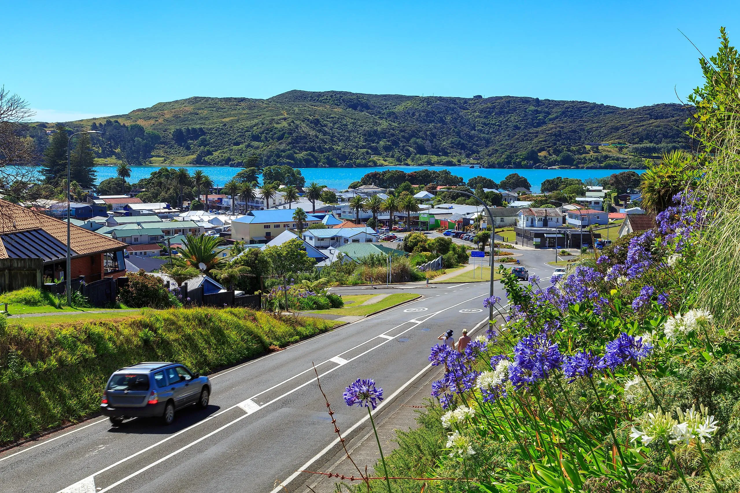 Wildflowers in bloom along the road in Ragland, New Zealand.