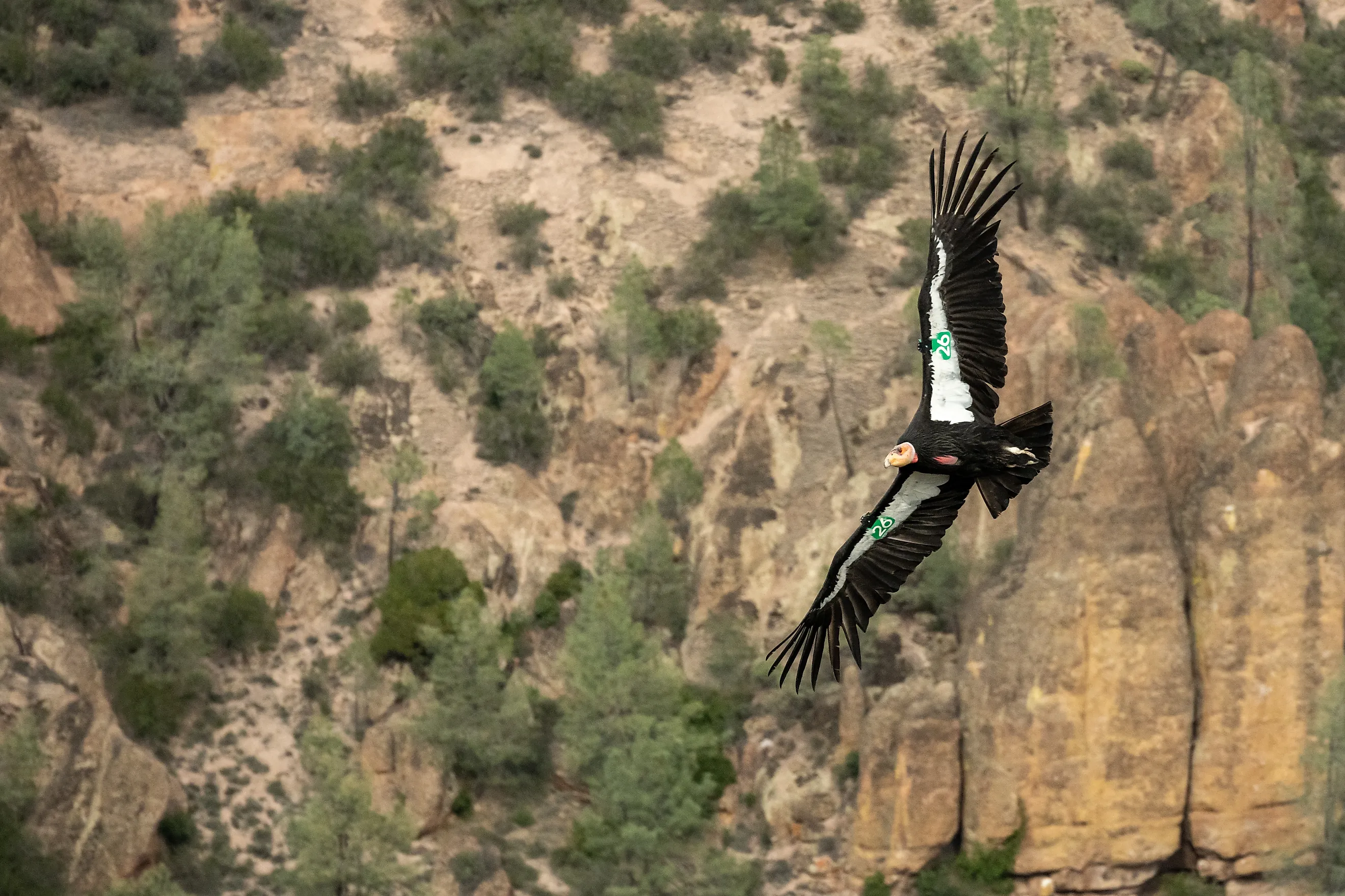 Condor Green 26 Sails By Against The Cliffs in Pinnacles National Park