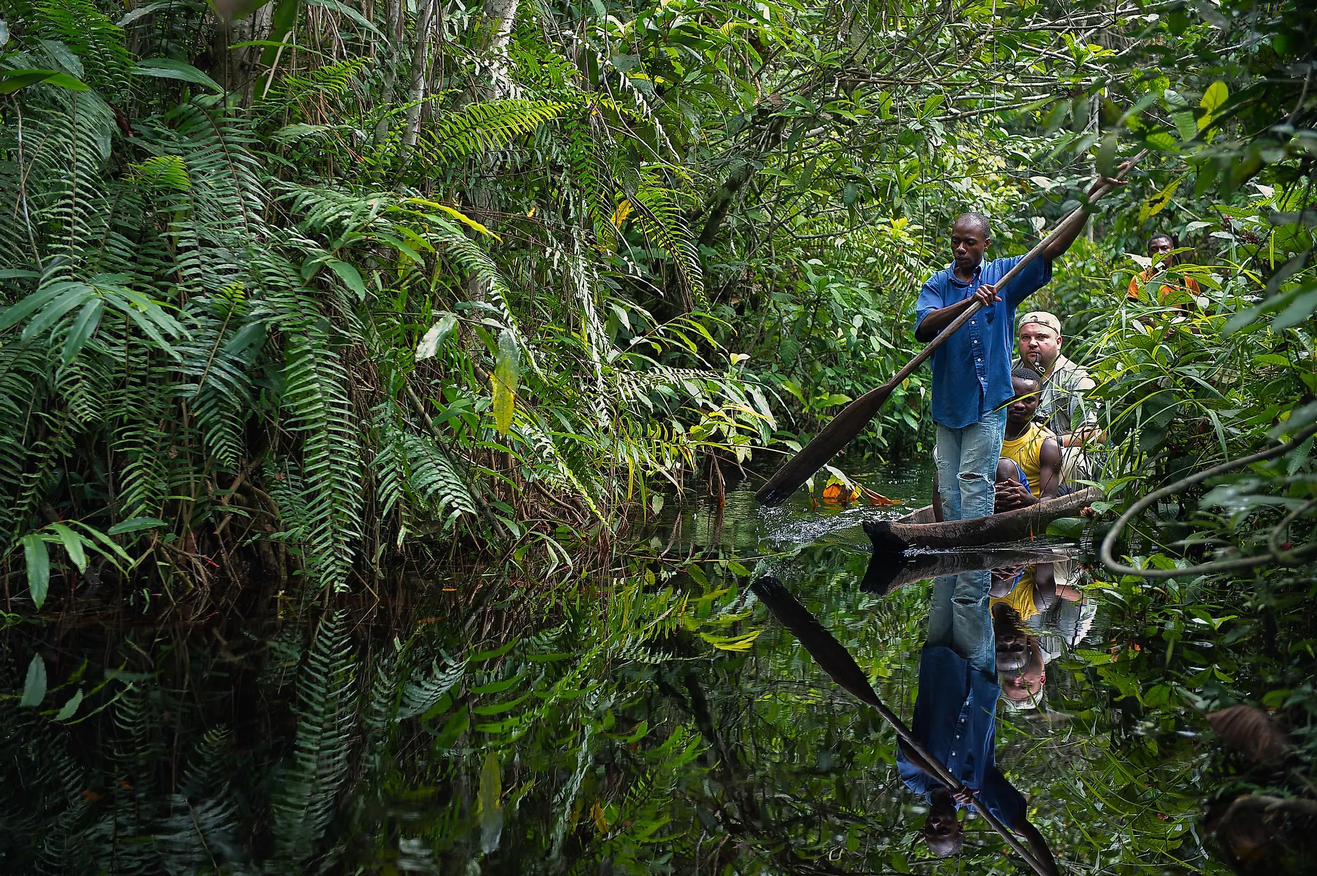 Congo rainforest