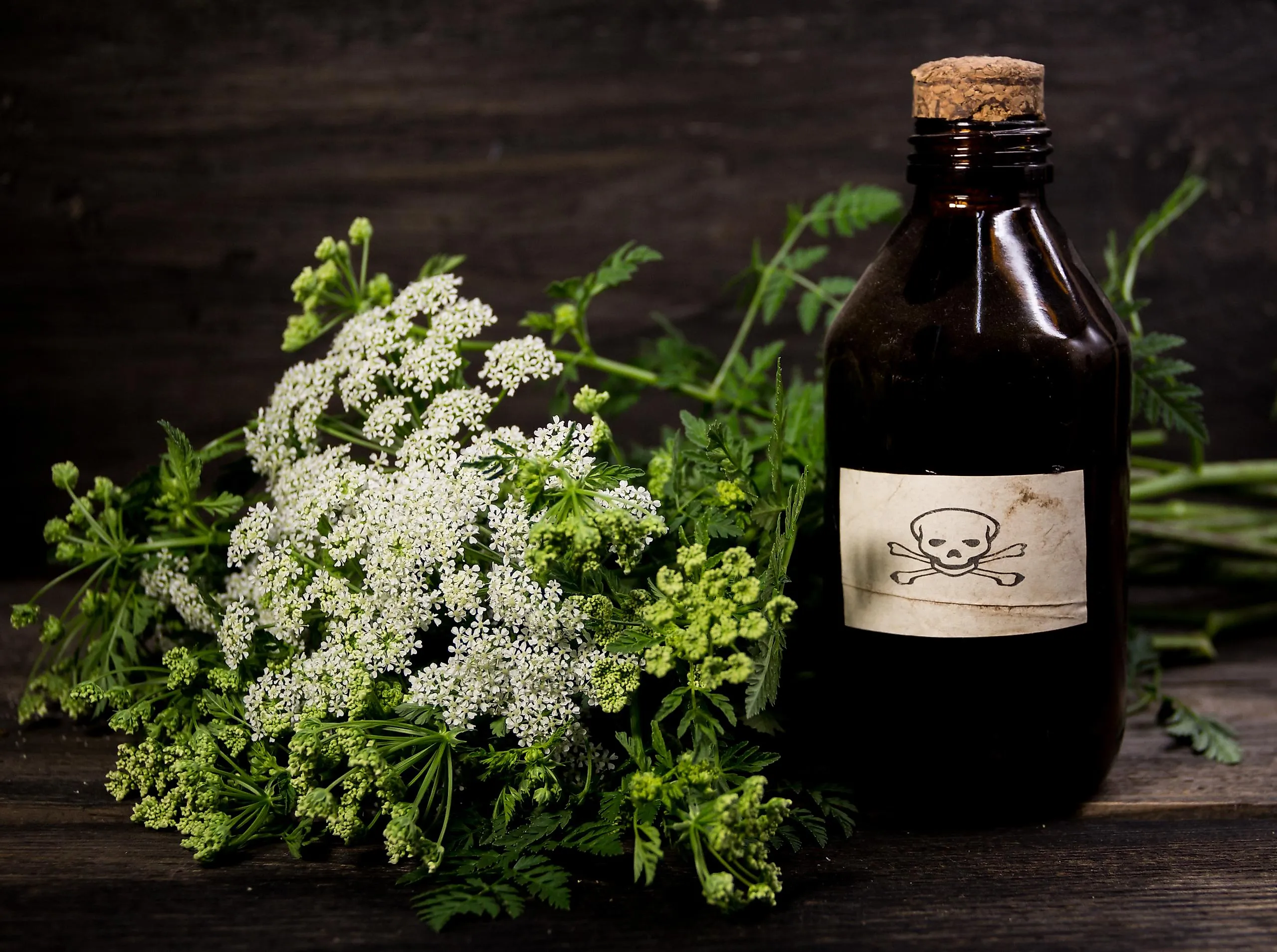 A bouquet of poison hemlock flowers kept beside a vial of poison to indicate its toxic nature.