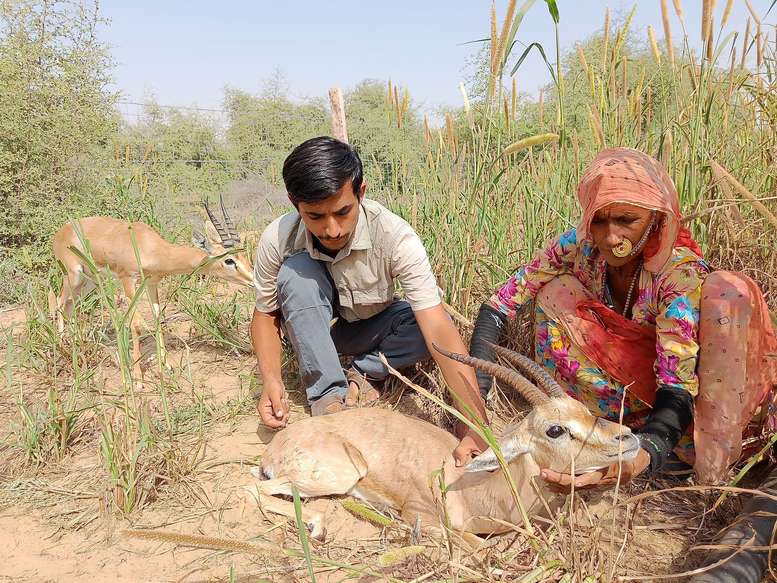 Bishnois caring for an injured wild chinkara antelope in Rajasthan.