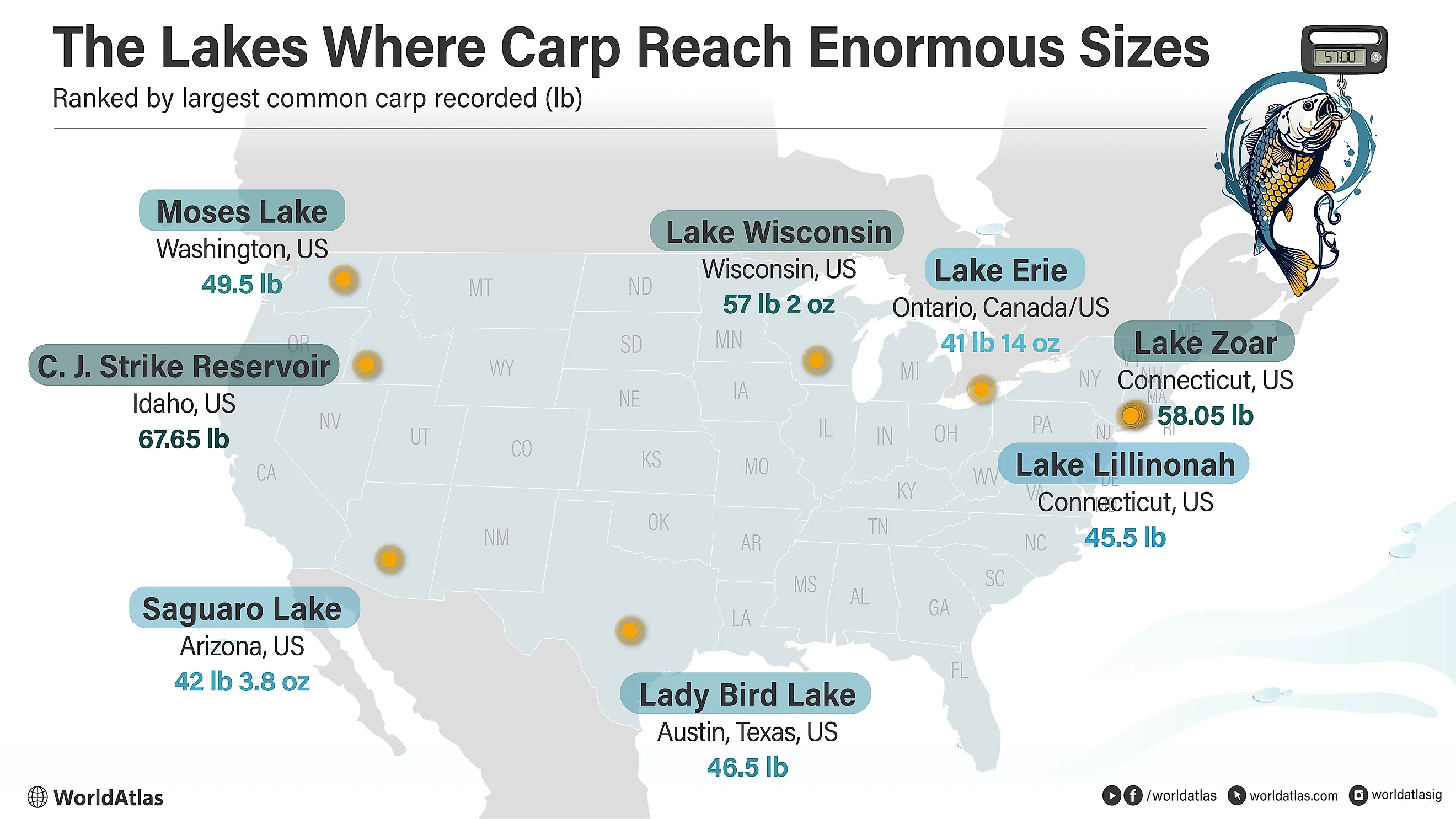 Infographic of record common carp sizes across lakes in North America. 