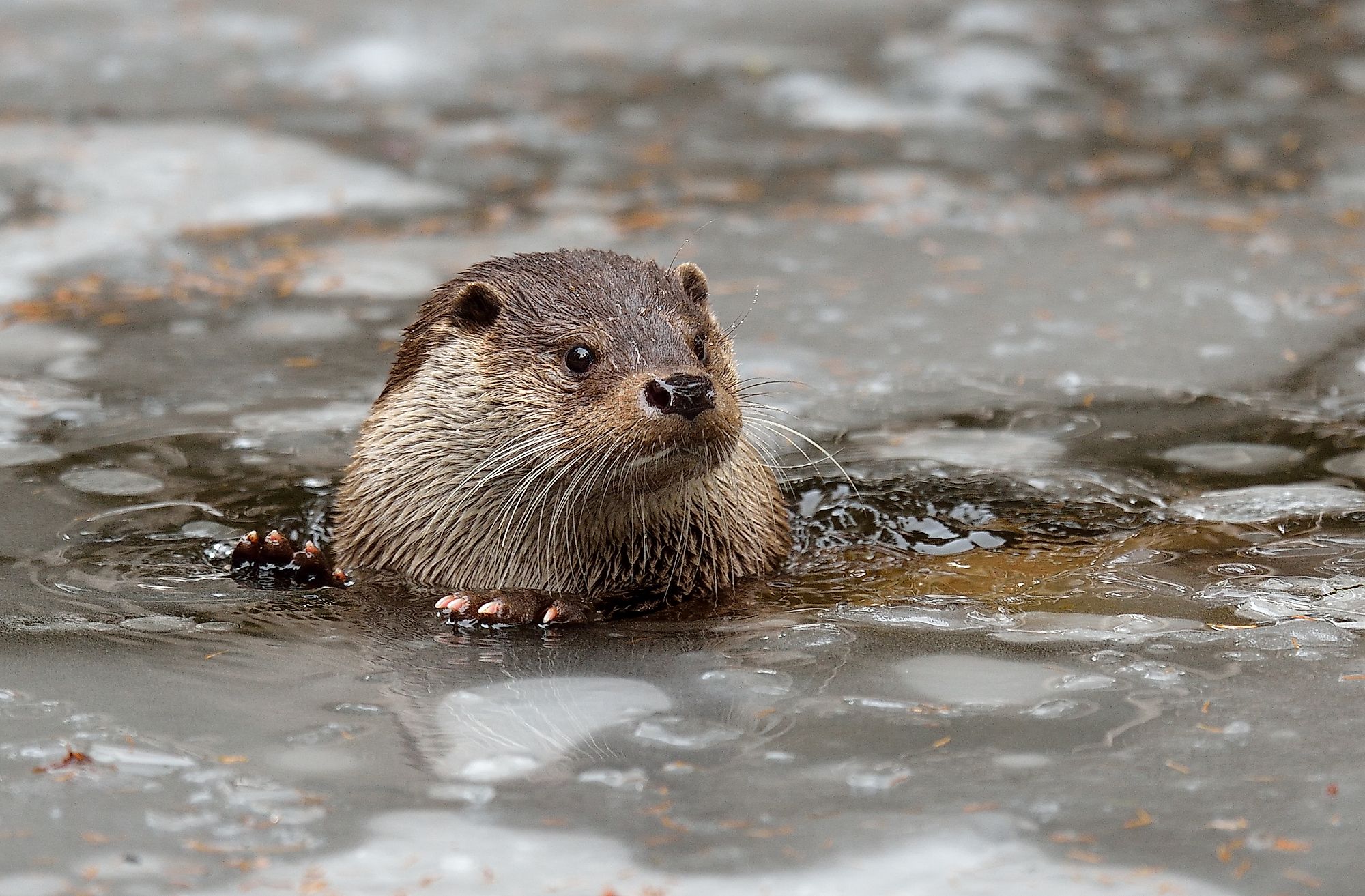 An Eurasian otter in cold waters. Image credit: Photolukacs/Shutterstock.com